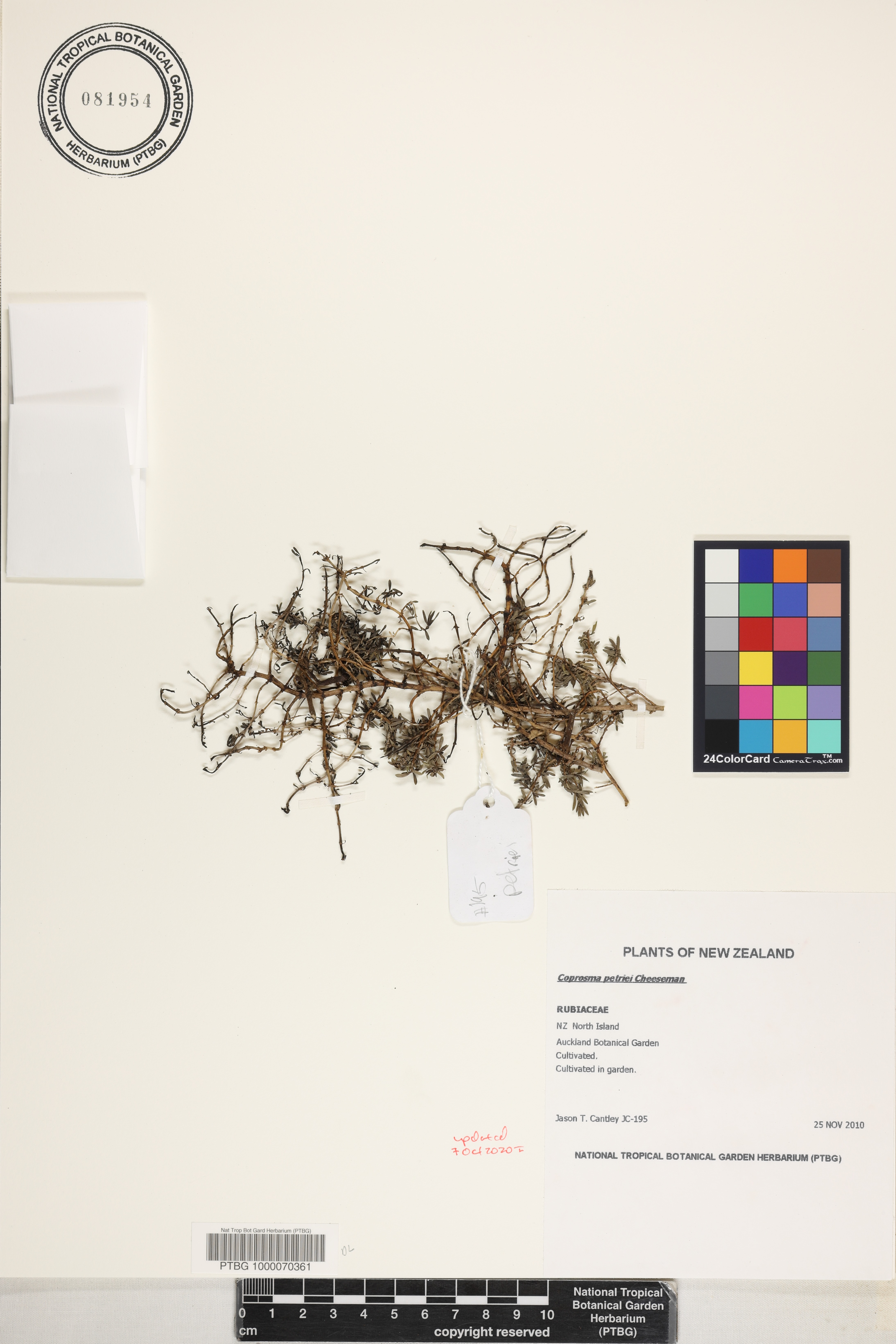Coprosma petriei image