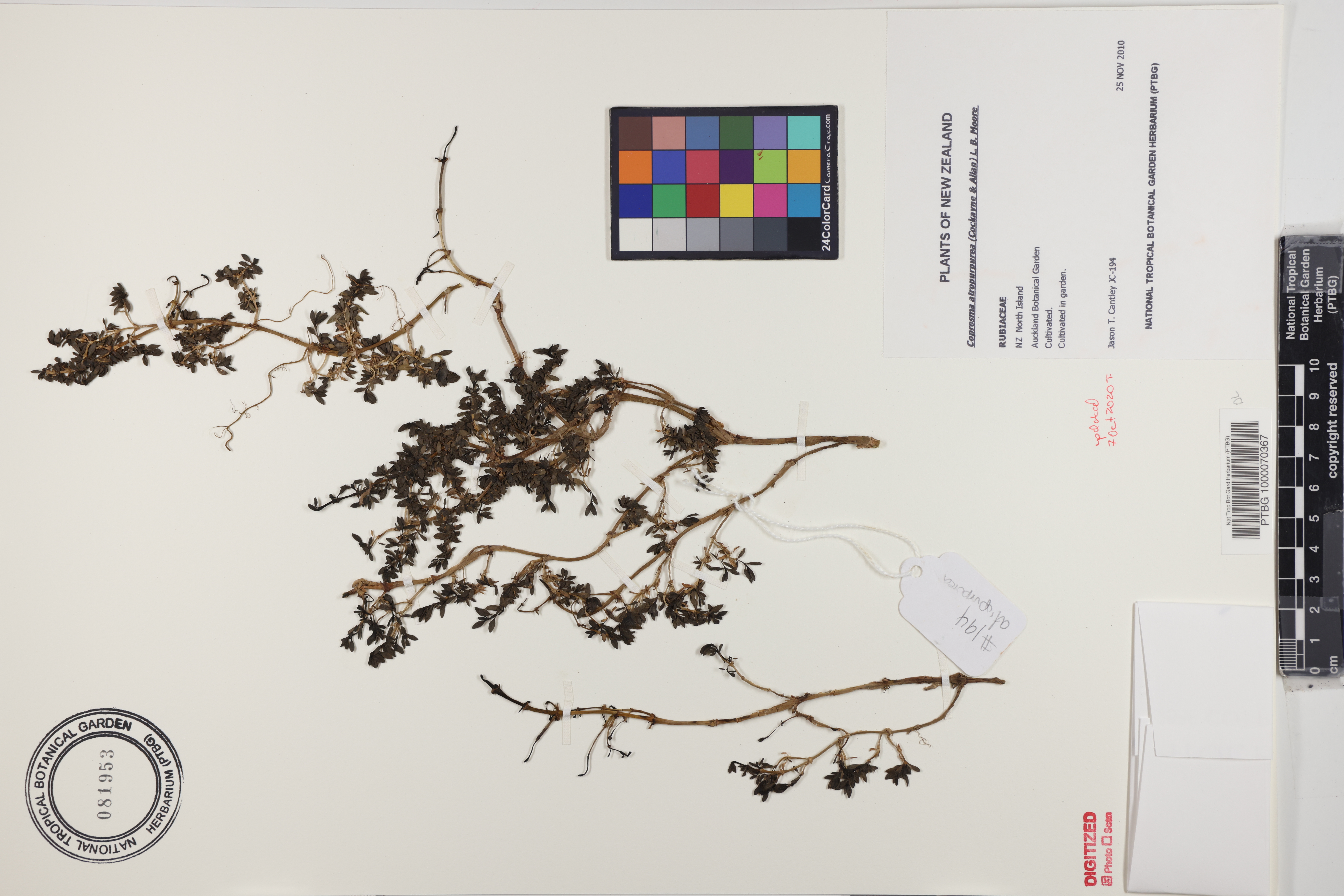 Coprosma atropurpurea image