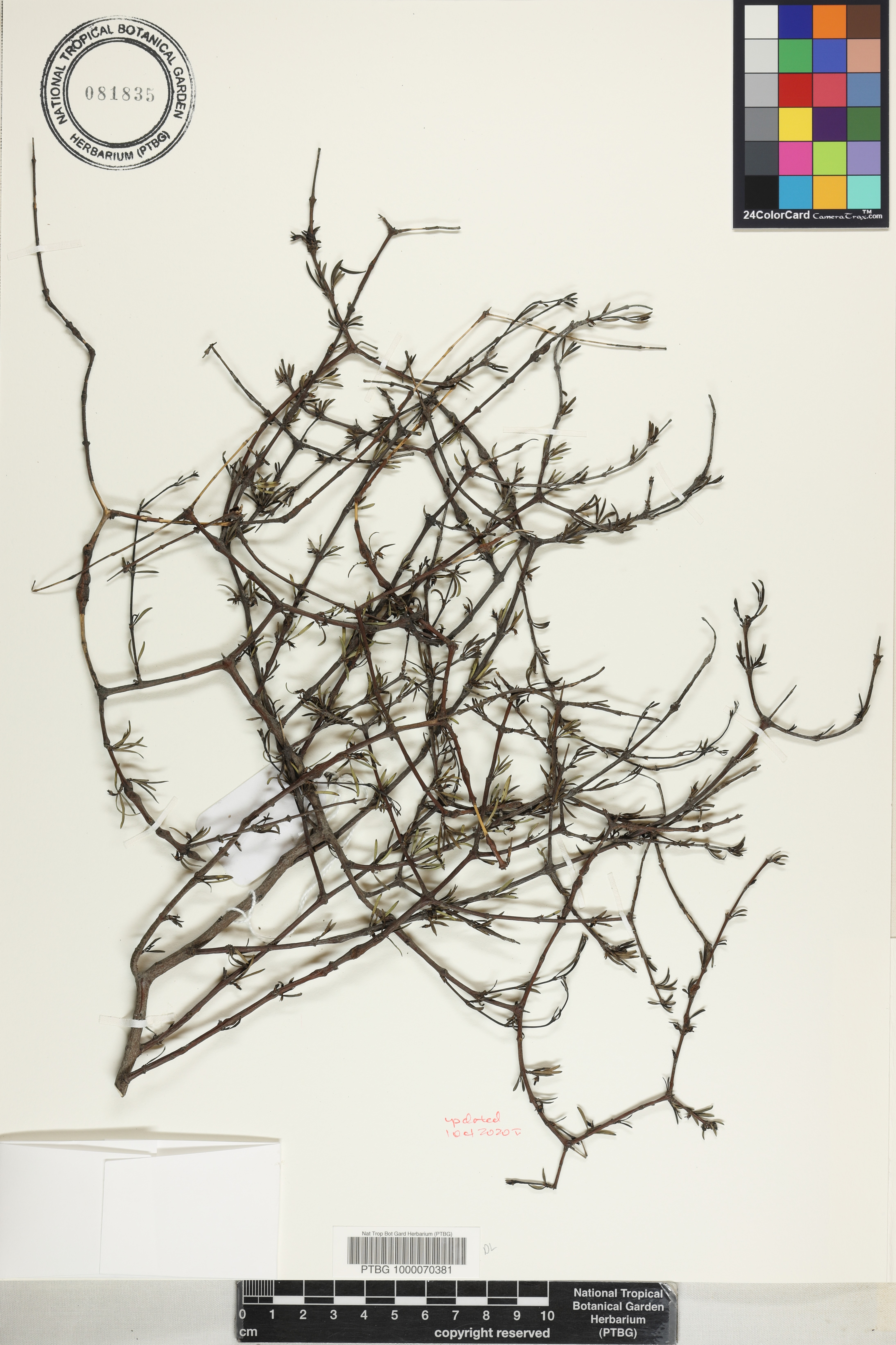 Coprosma intertexta image