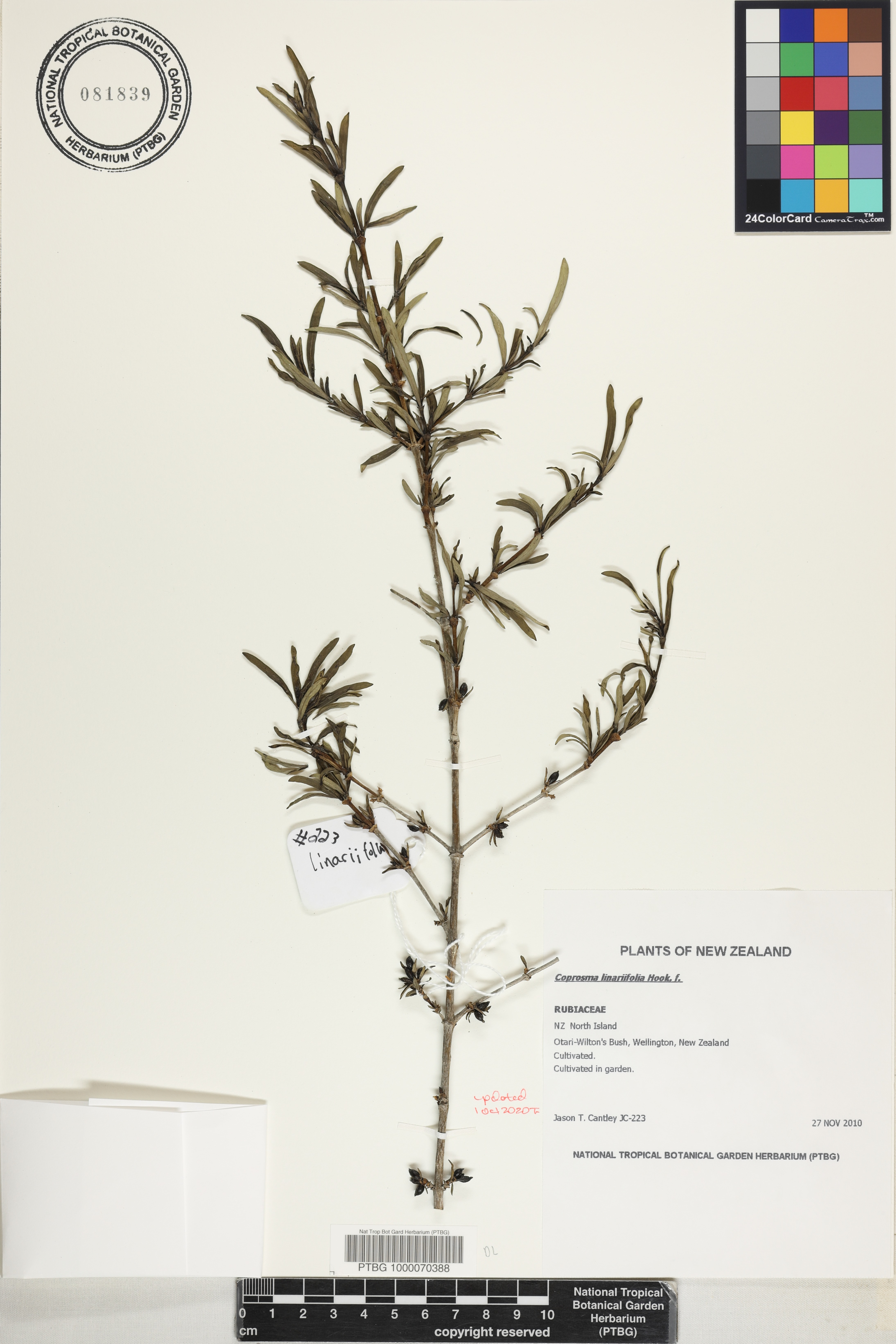 Coprosma linariifolia image