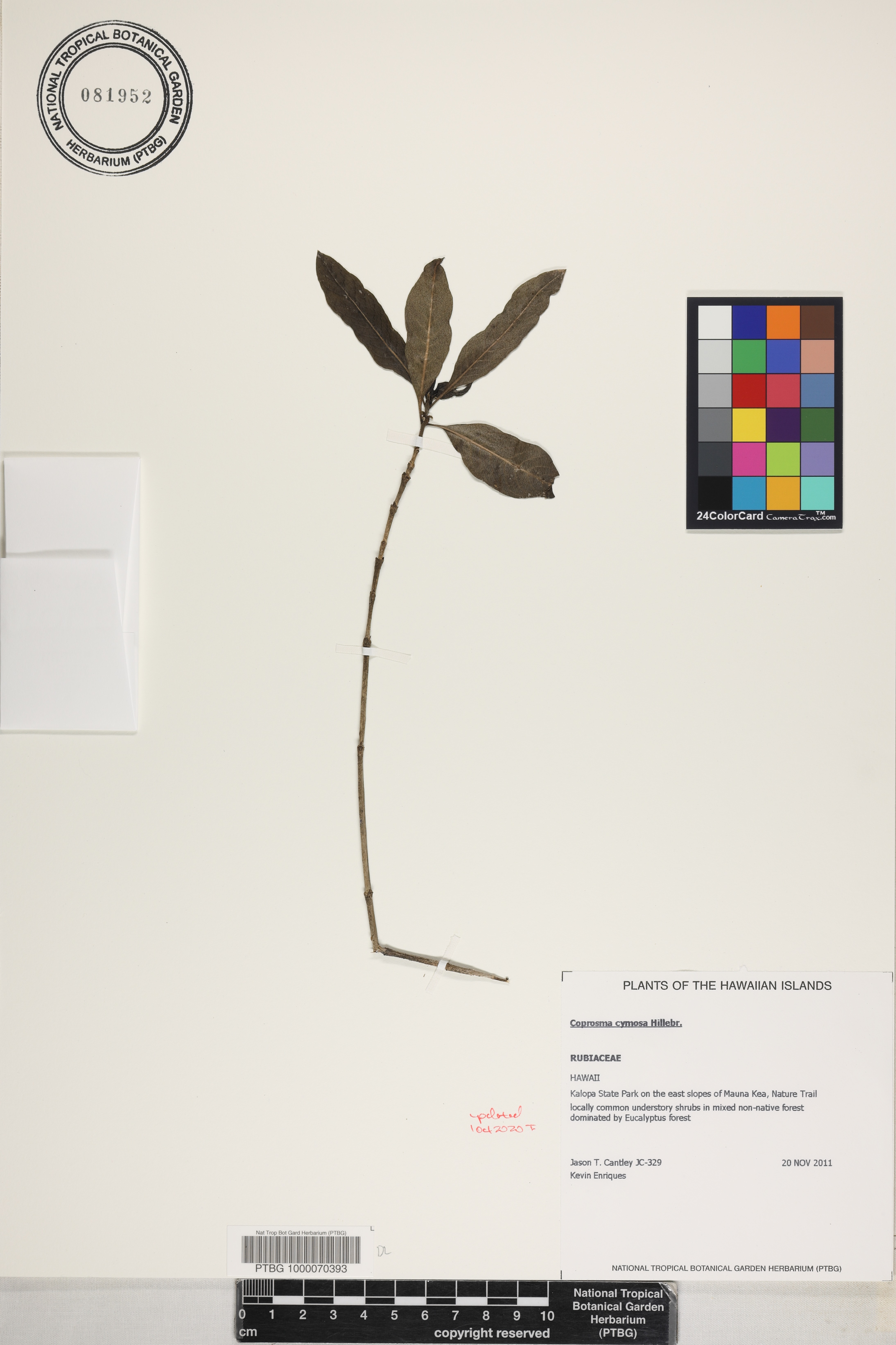 Coprosma cymosa image