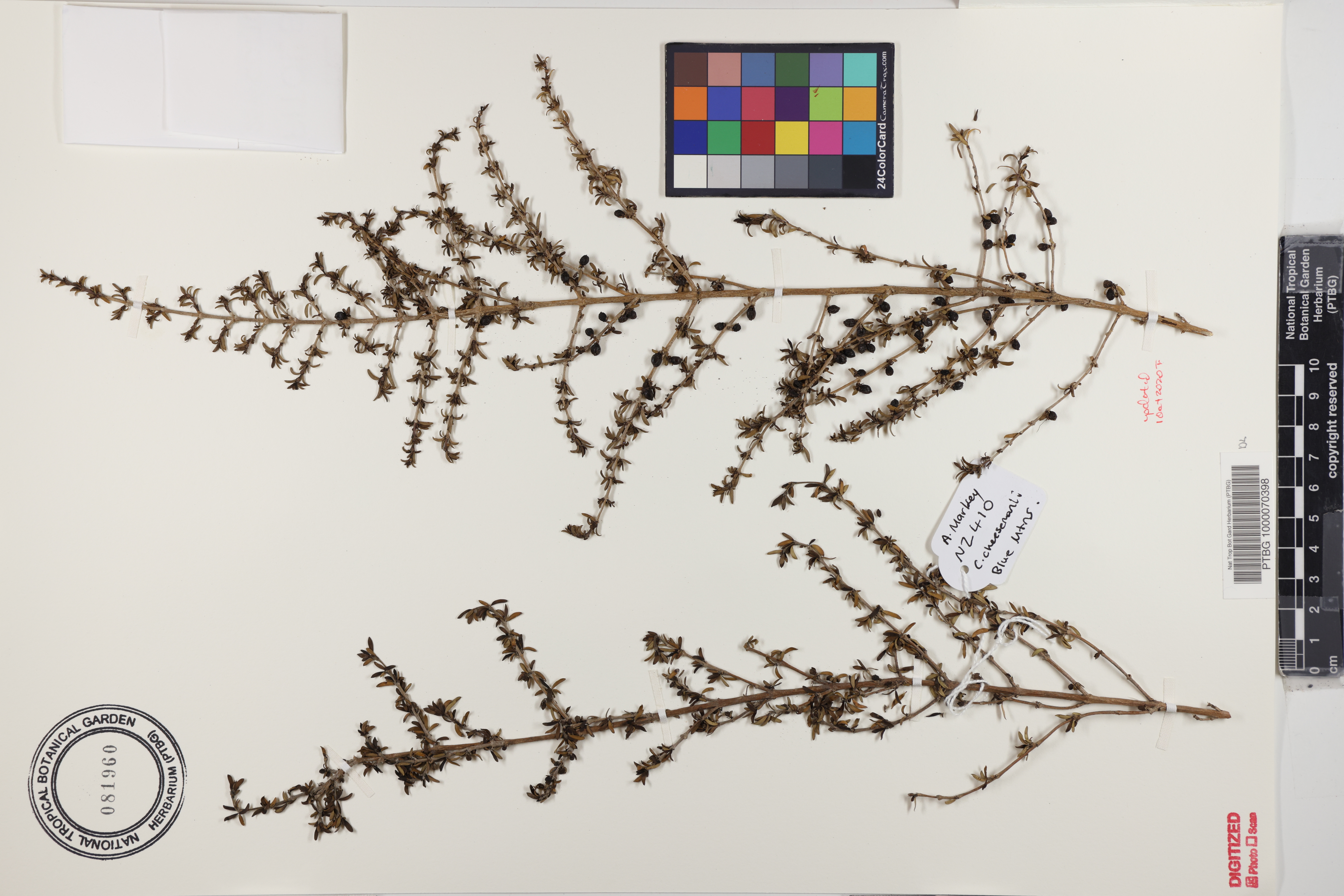 Coprosma cheesemanii image