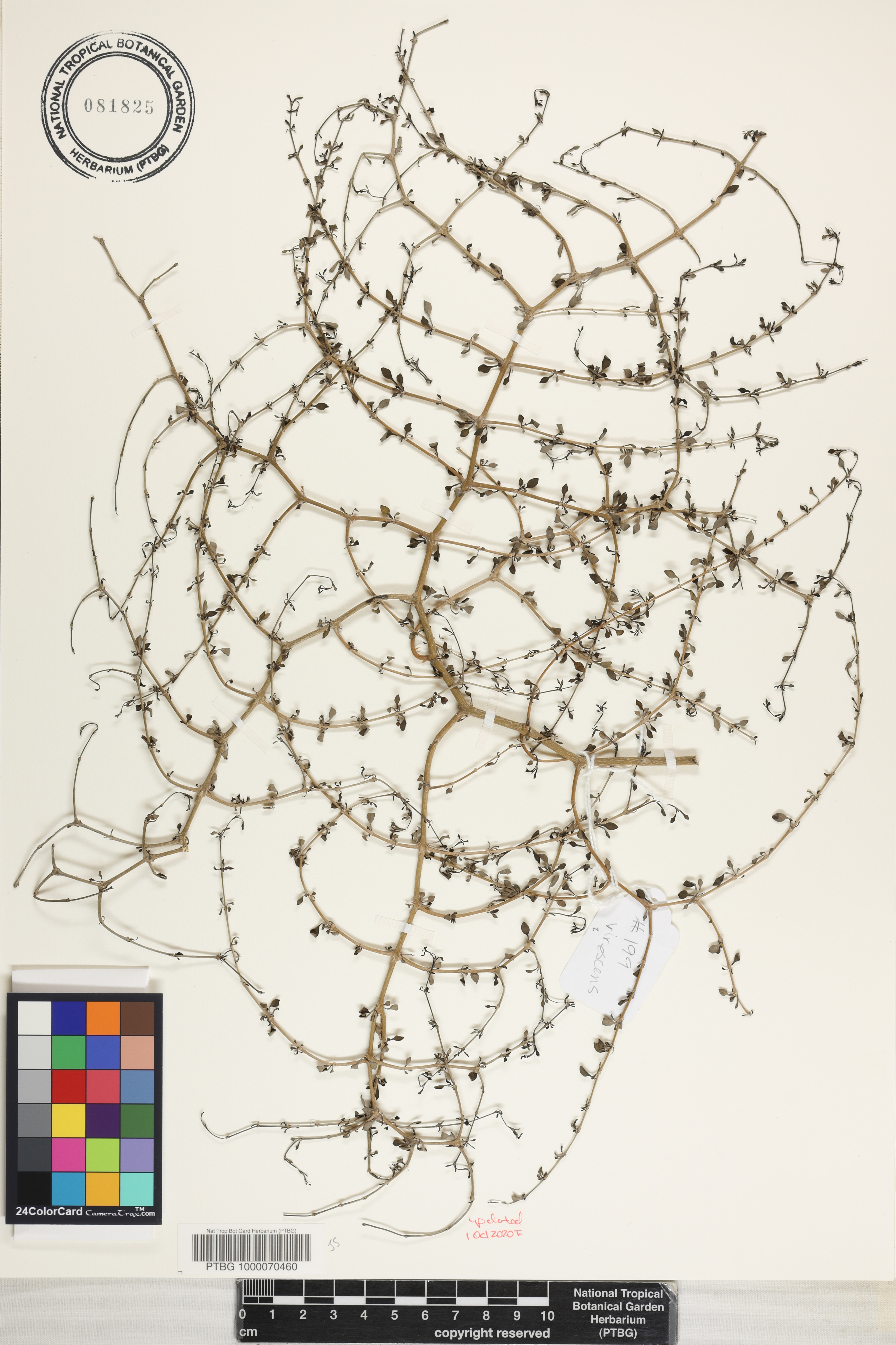 Coprosma virescens image