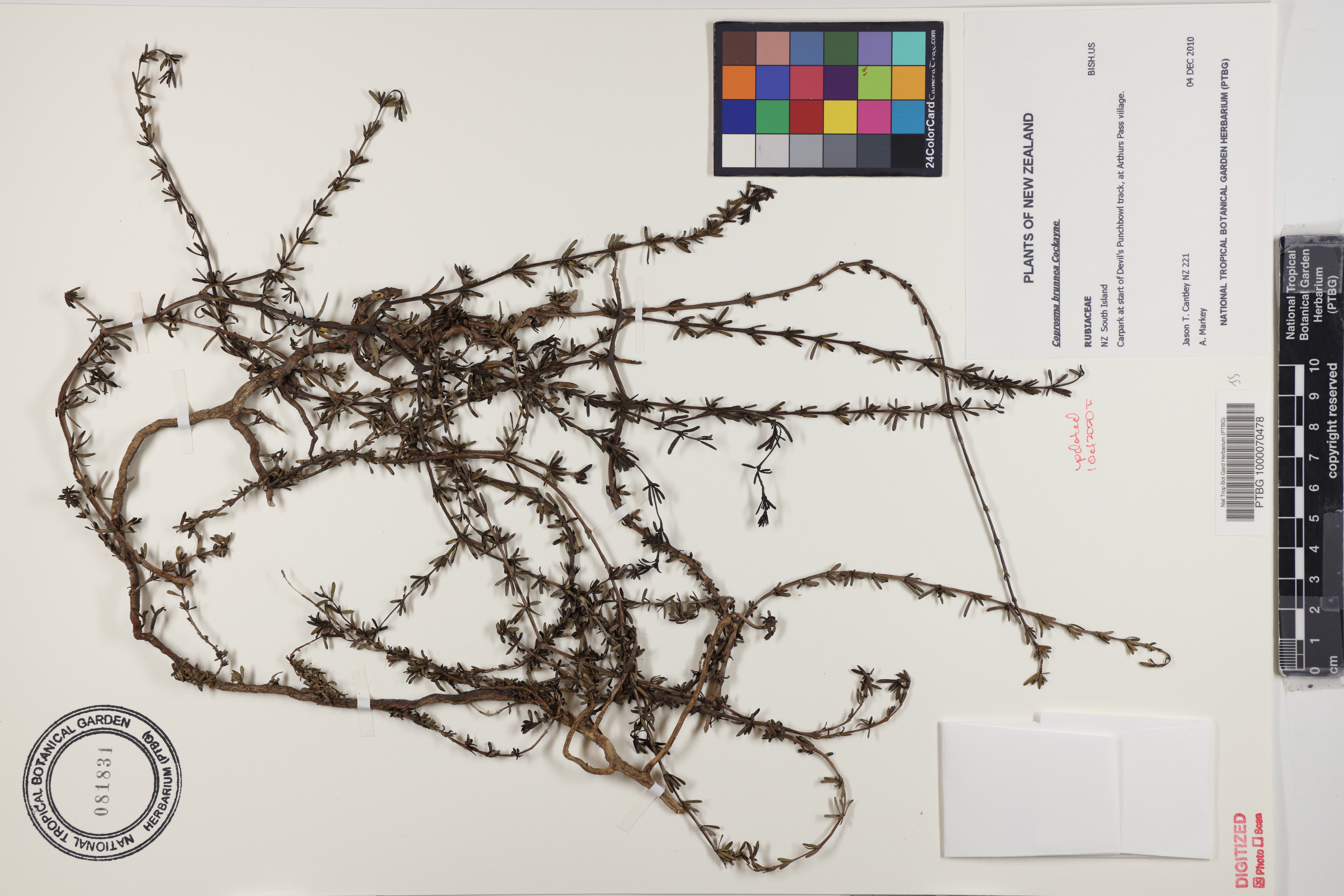 Coprosma acerosa image