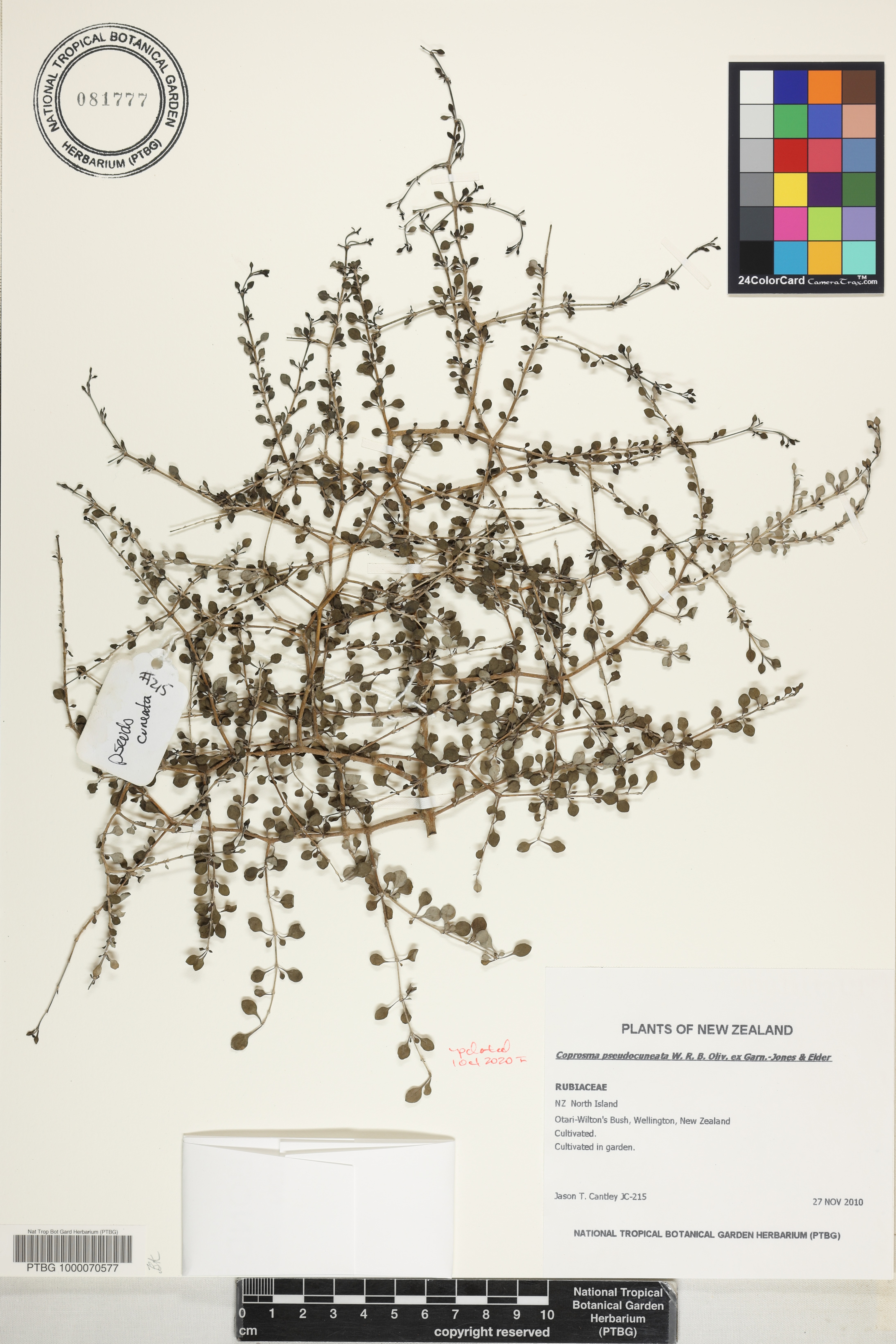 Coprosma pseudocuneata image