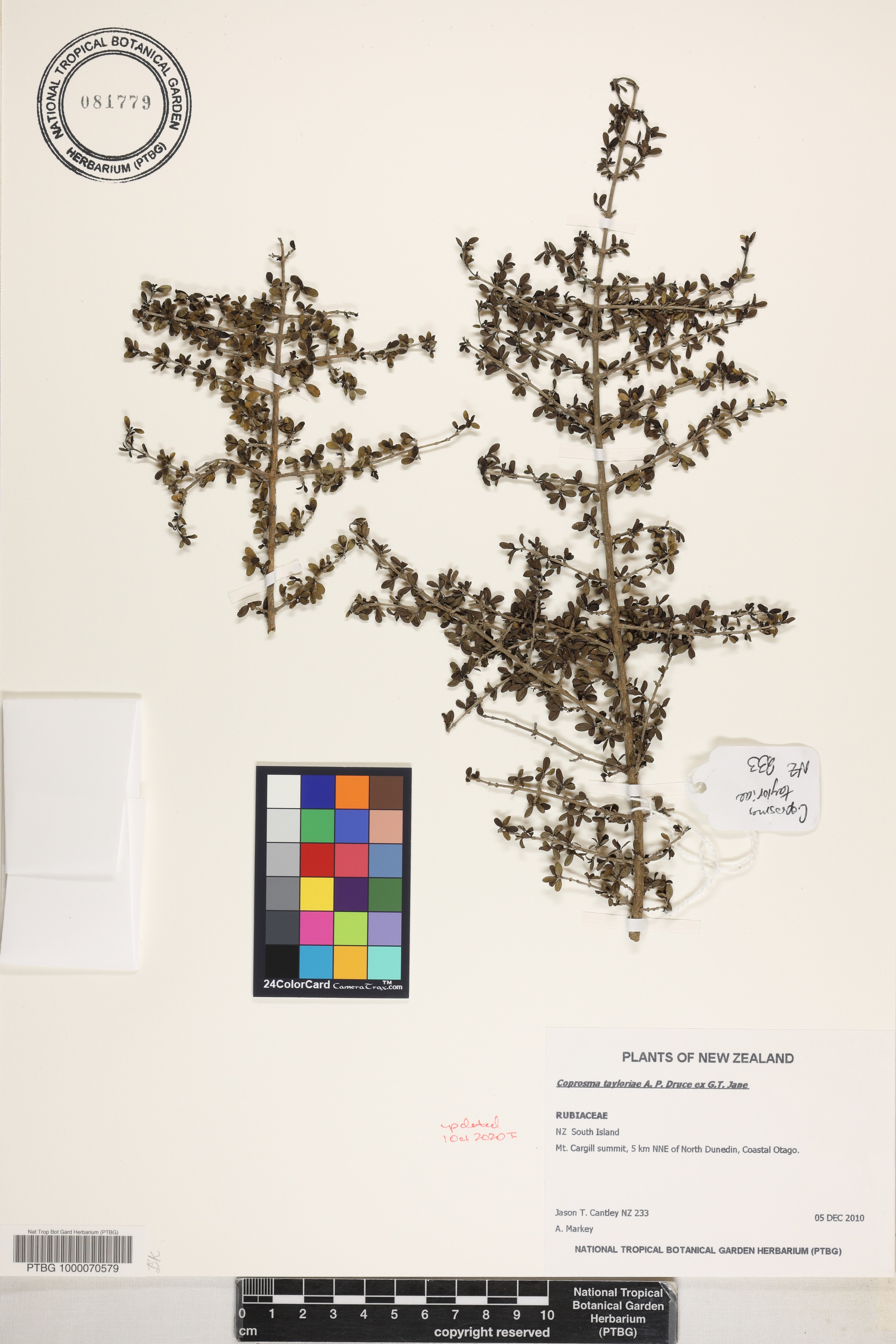 Coprosma dumosa image