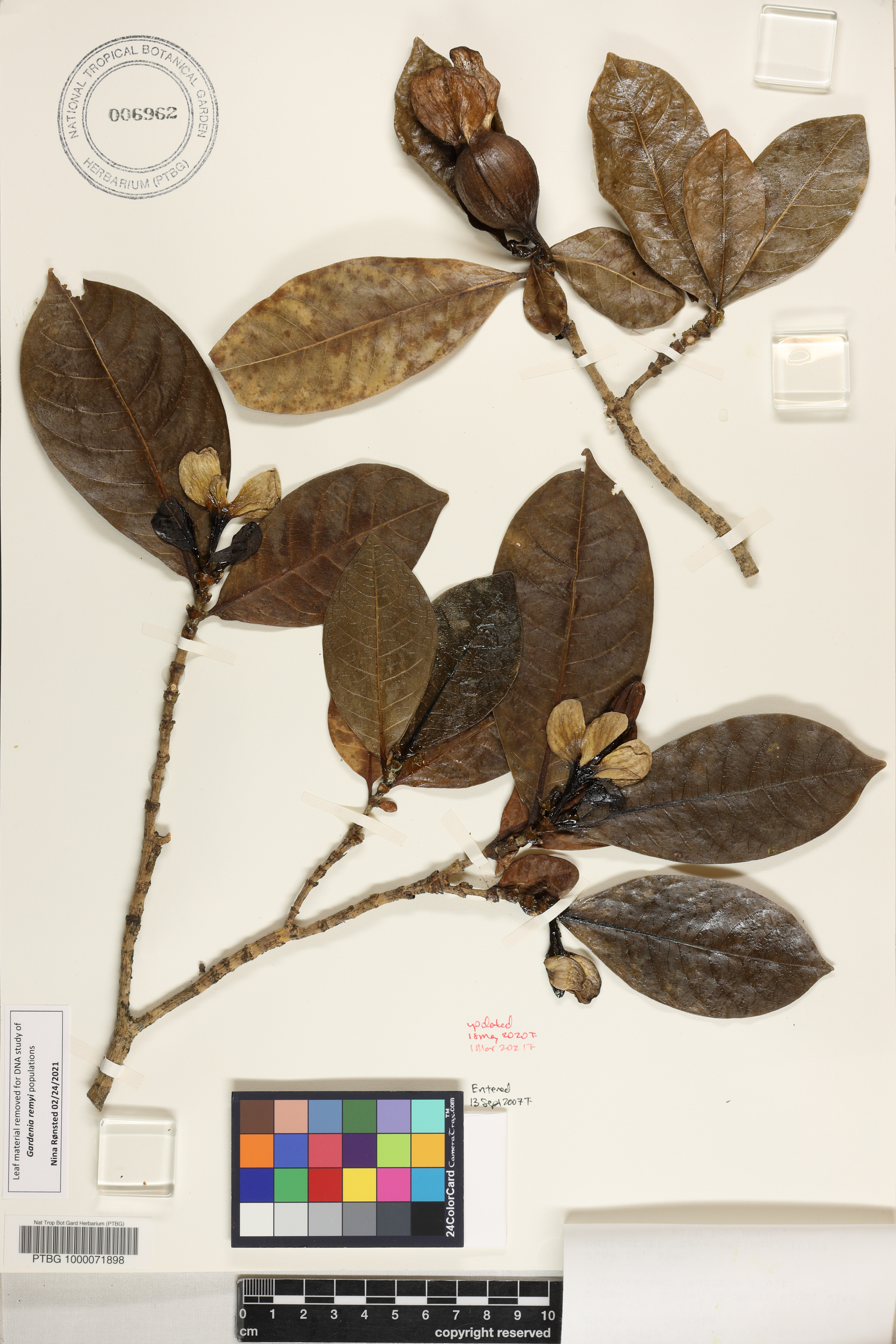Gardenia image