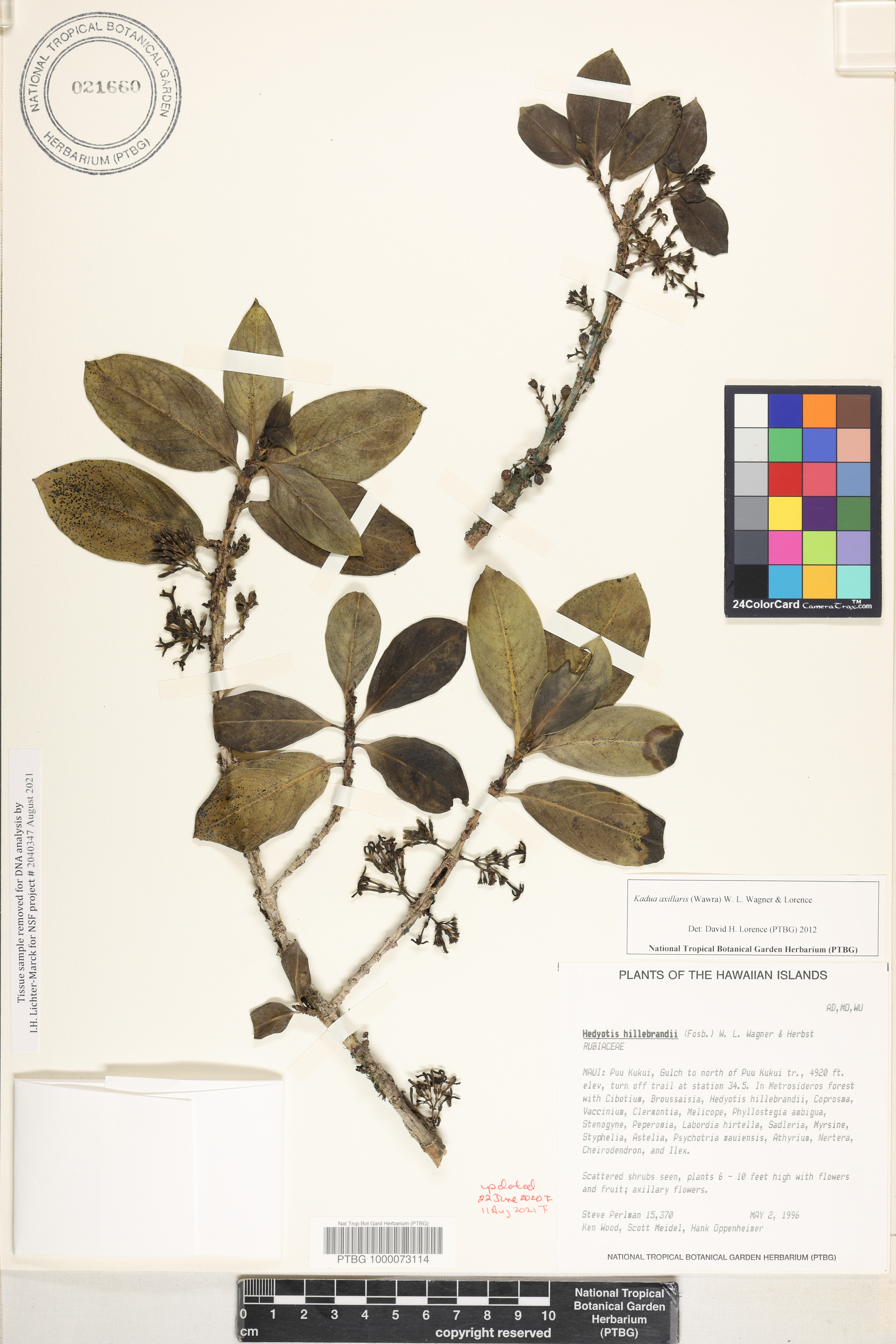 Kadua axillaris image
