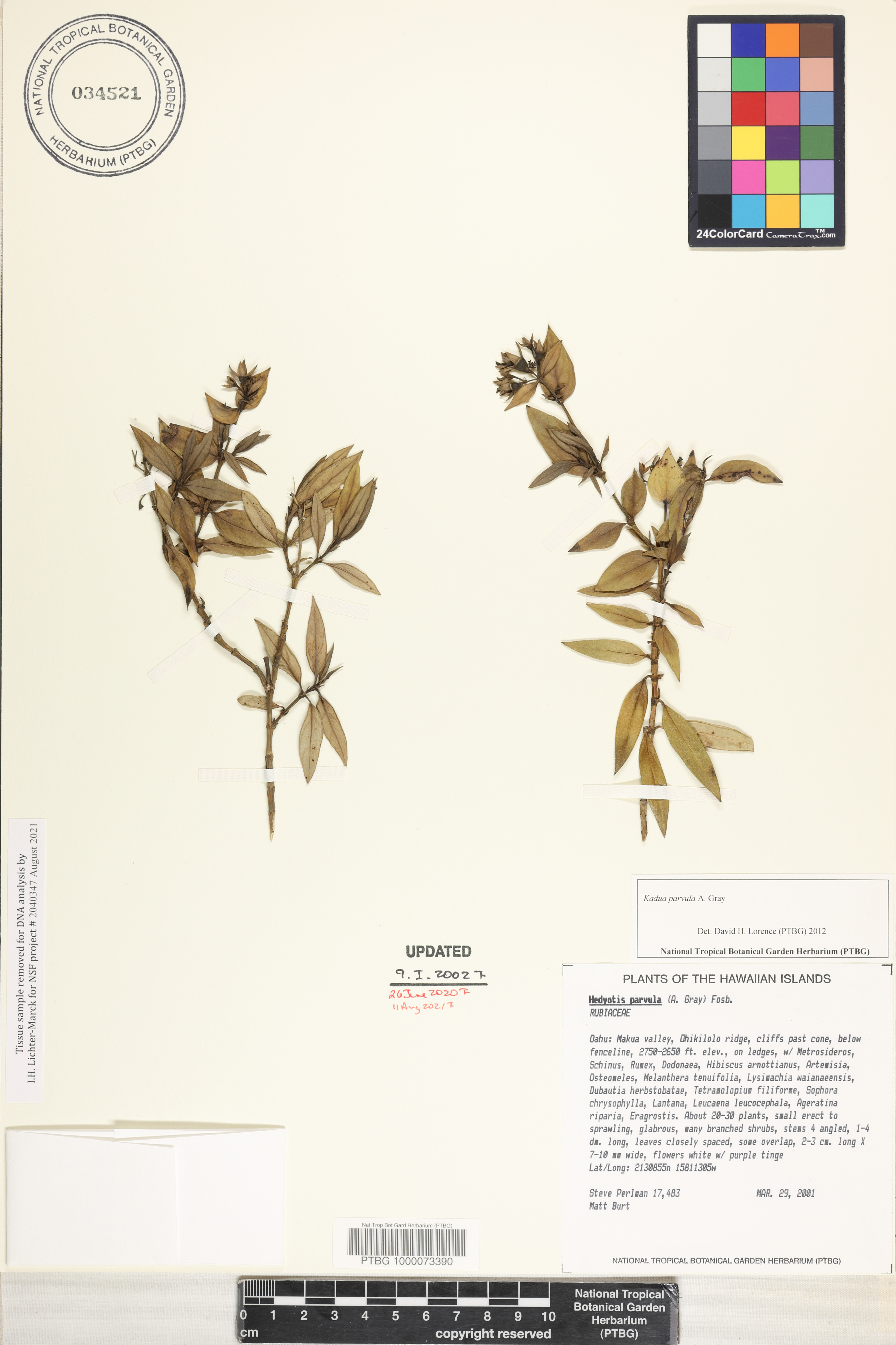 Kadua parvula image