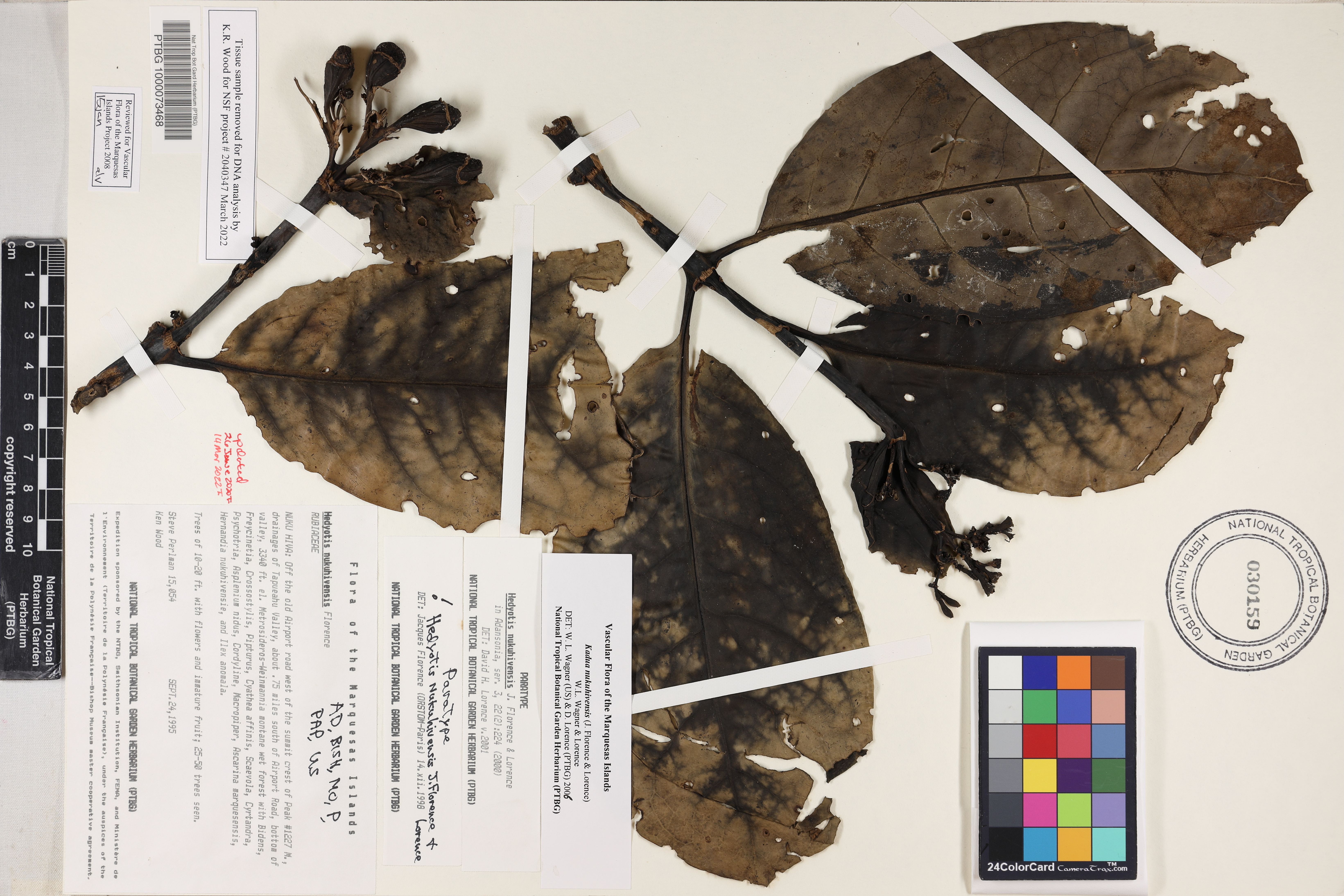 Kadua nukuhivensis image