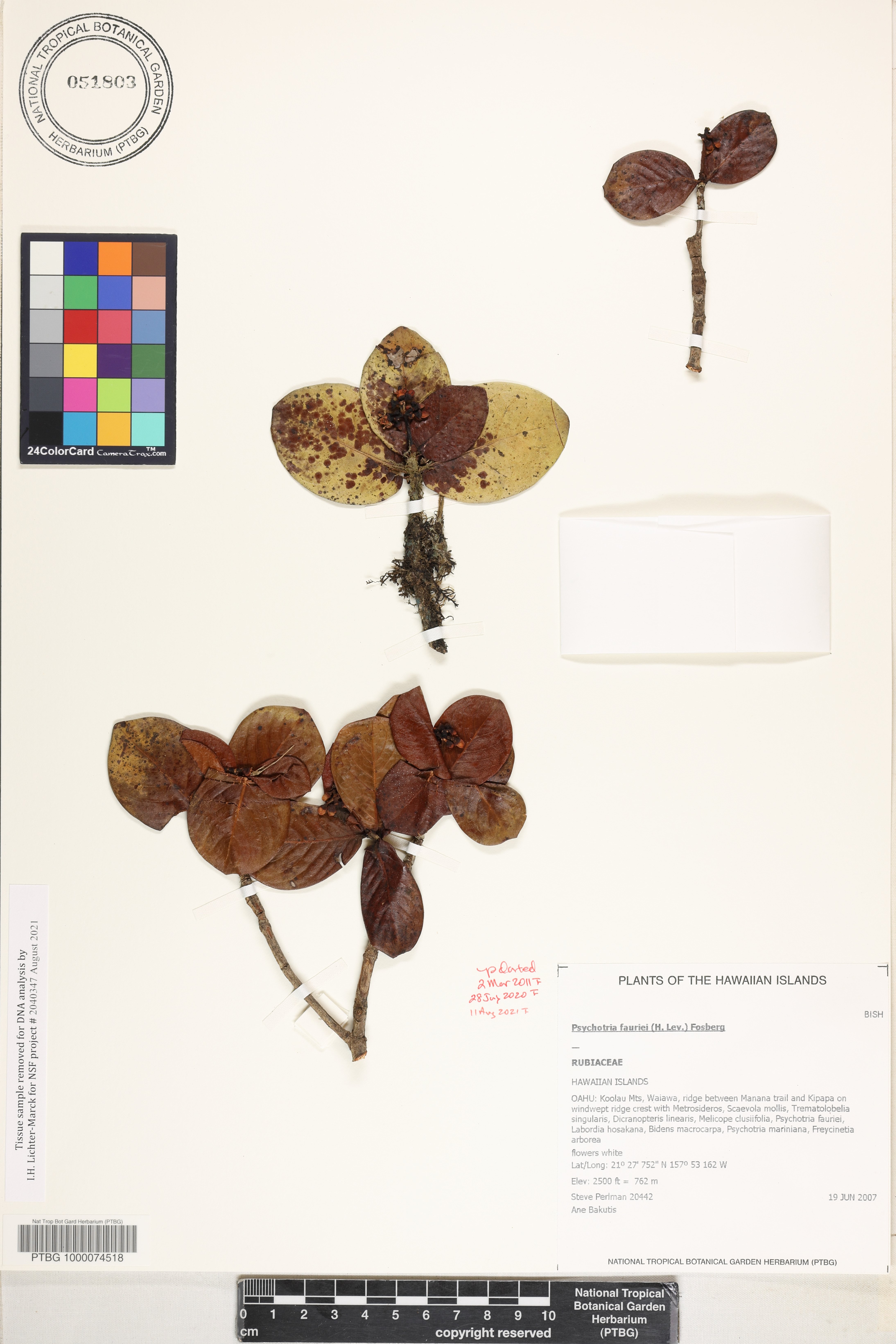 Psychotria fauriei image