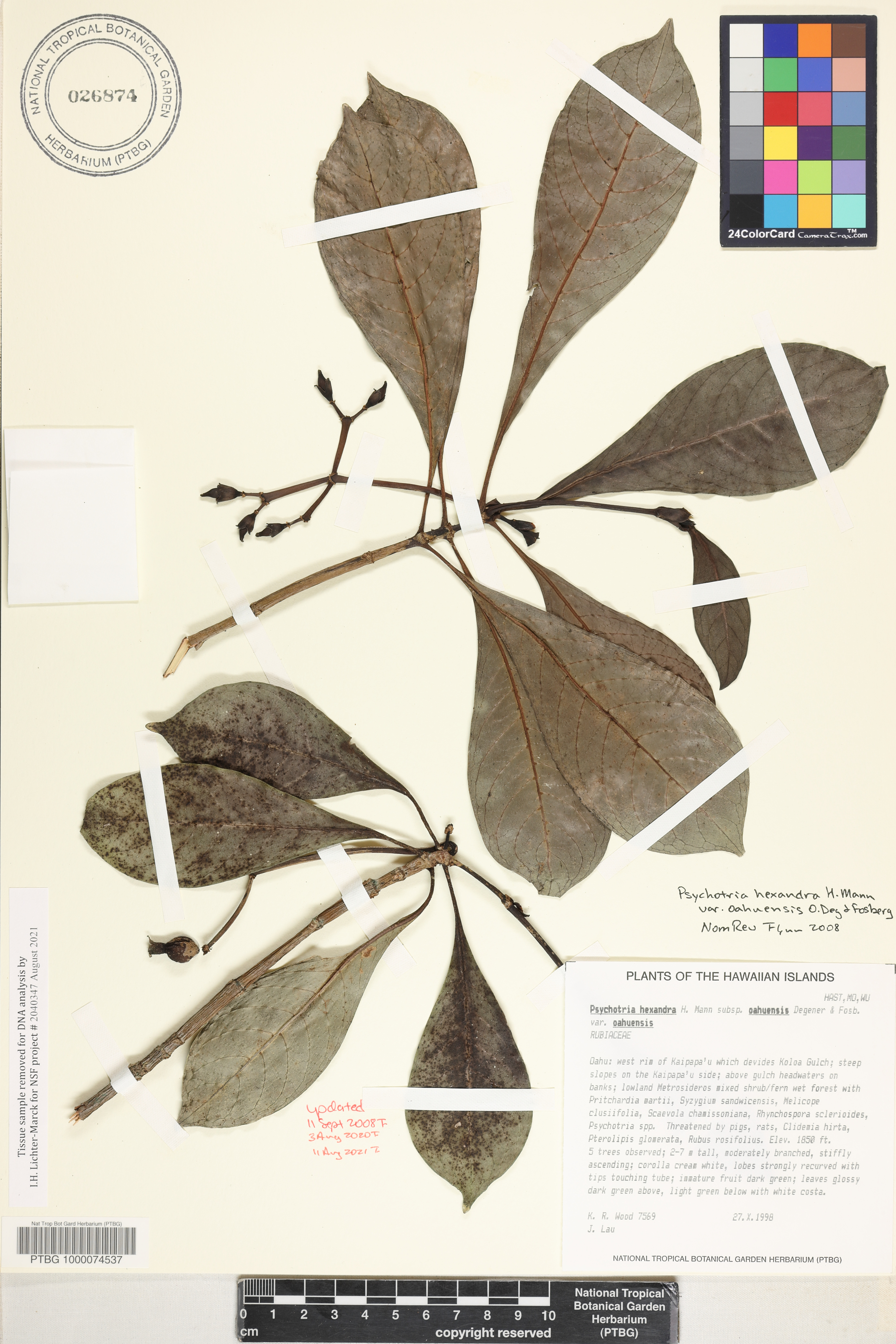 Psychotria hexandra var. oahuensis image