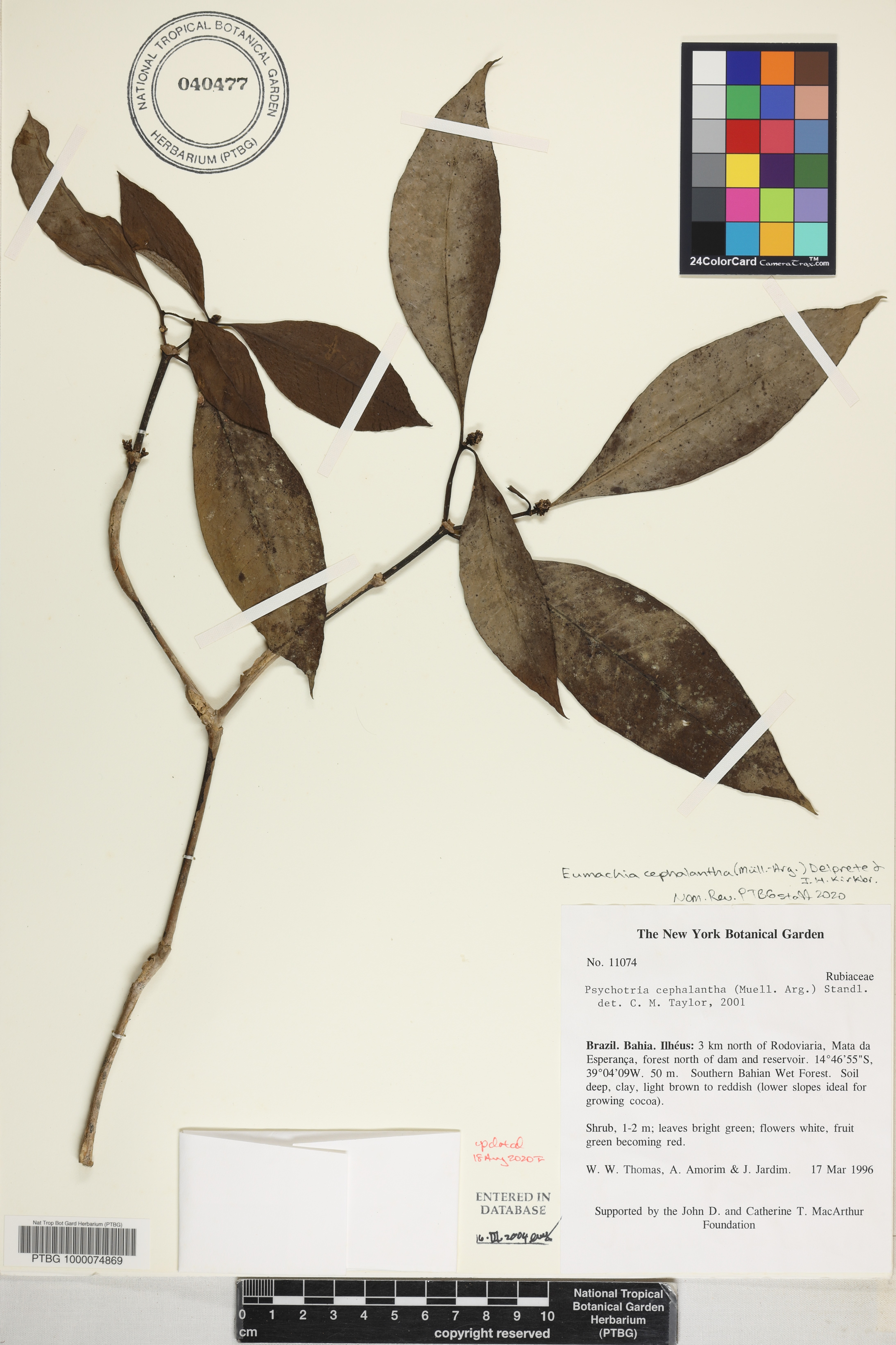Eumachia cephalantha image