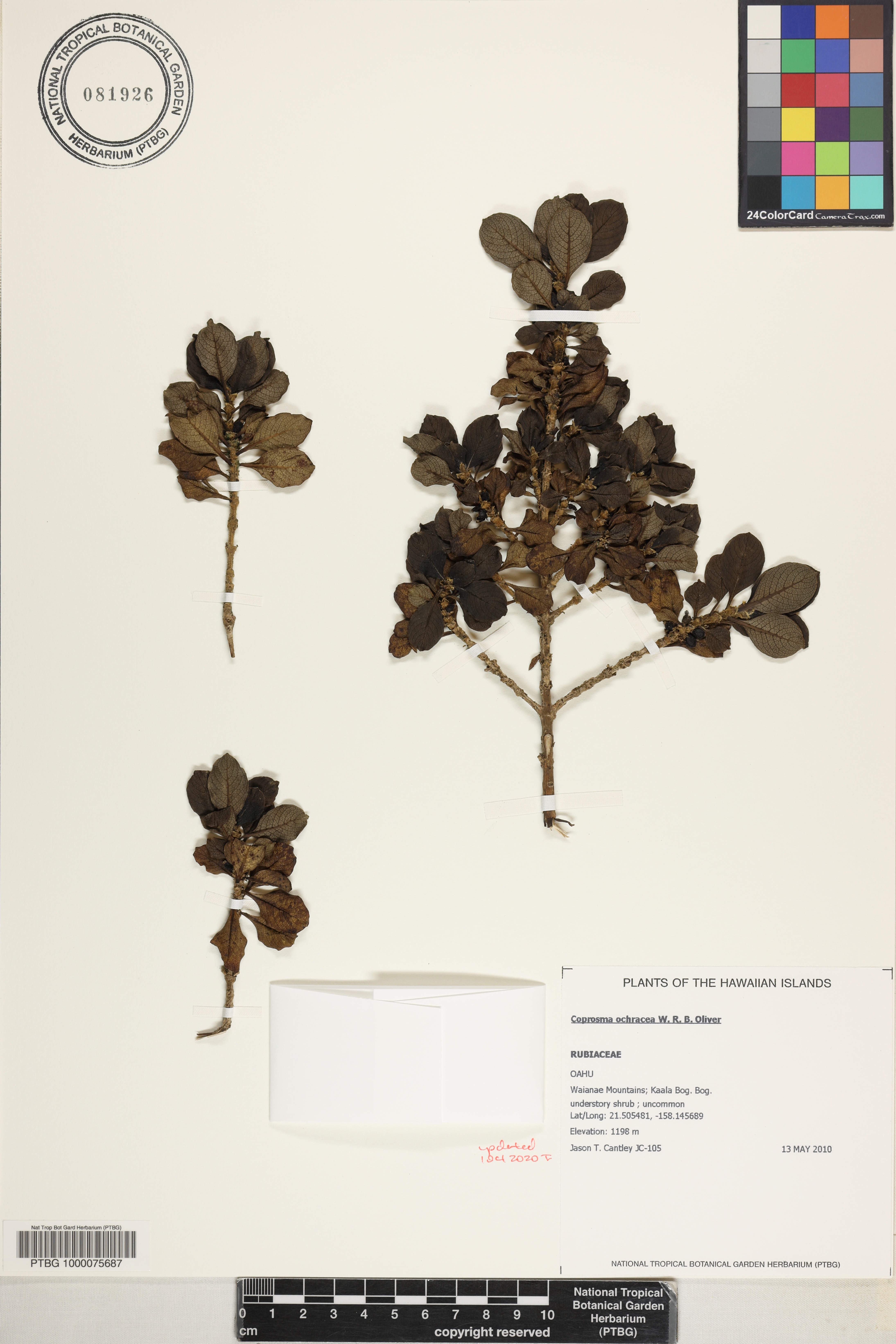 Coprosma ochracea image