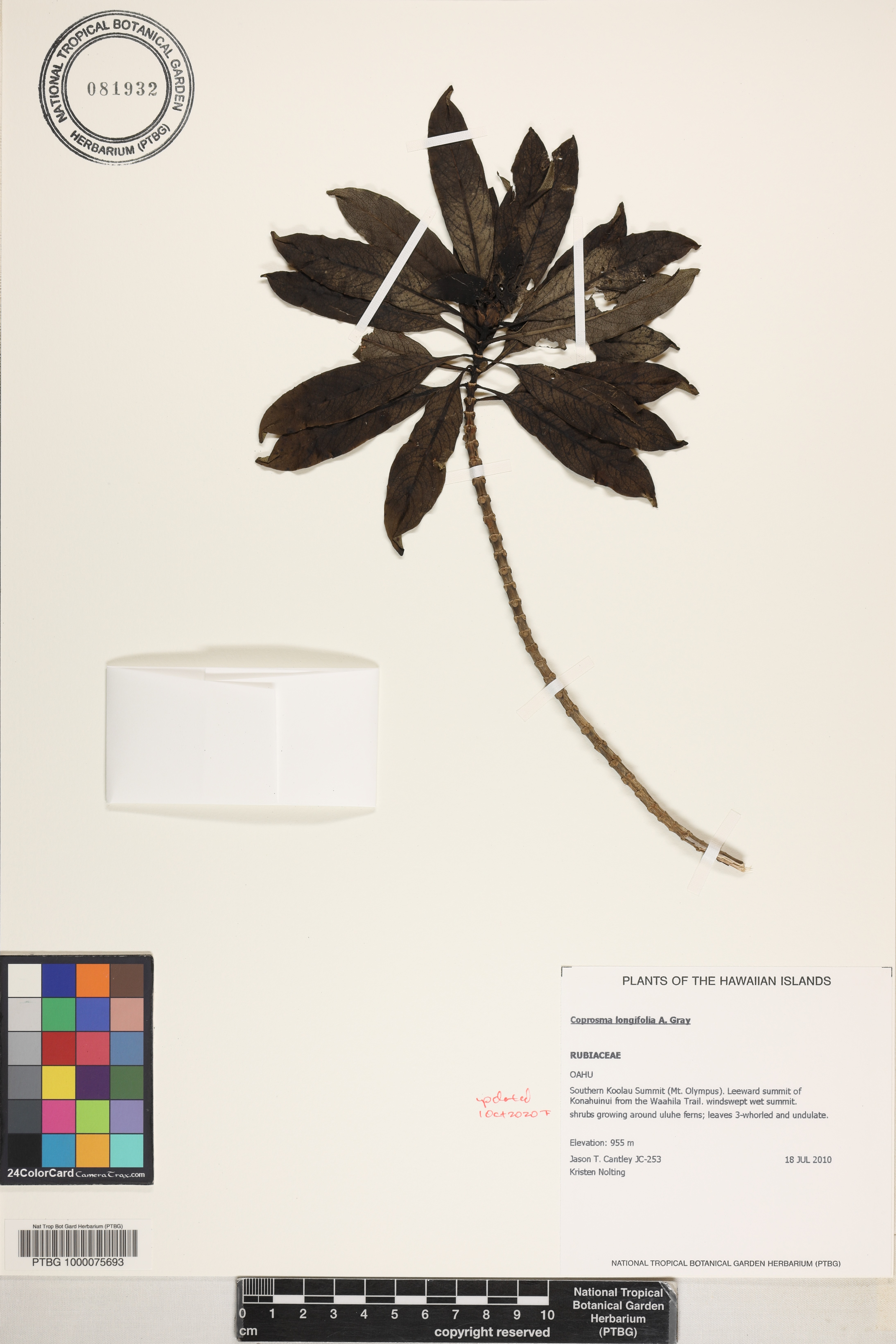 Coprosma longifolia image