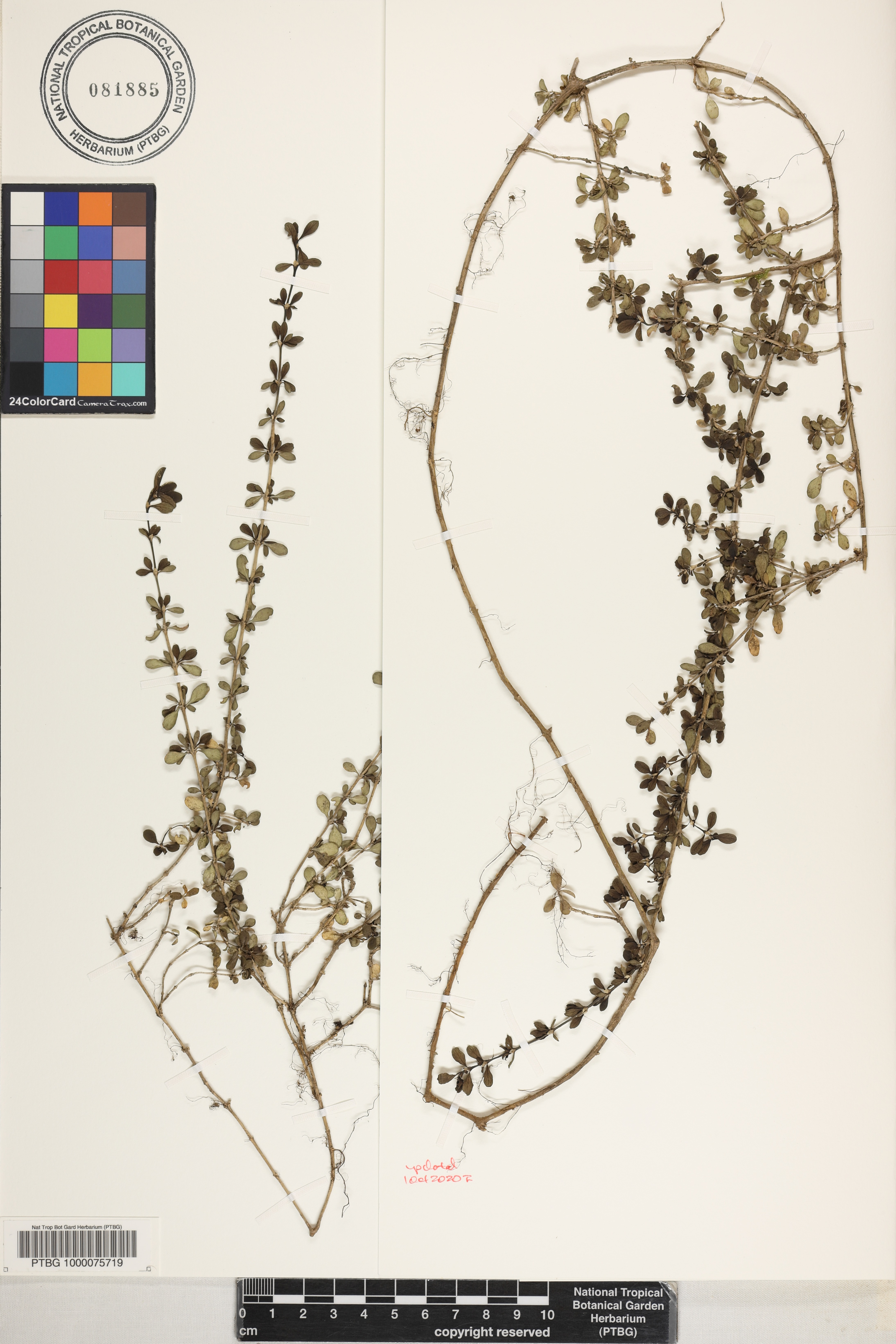 Coprosma depressa image