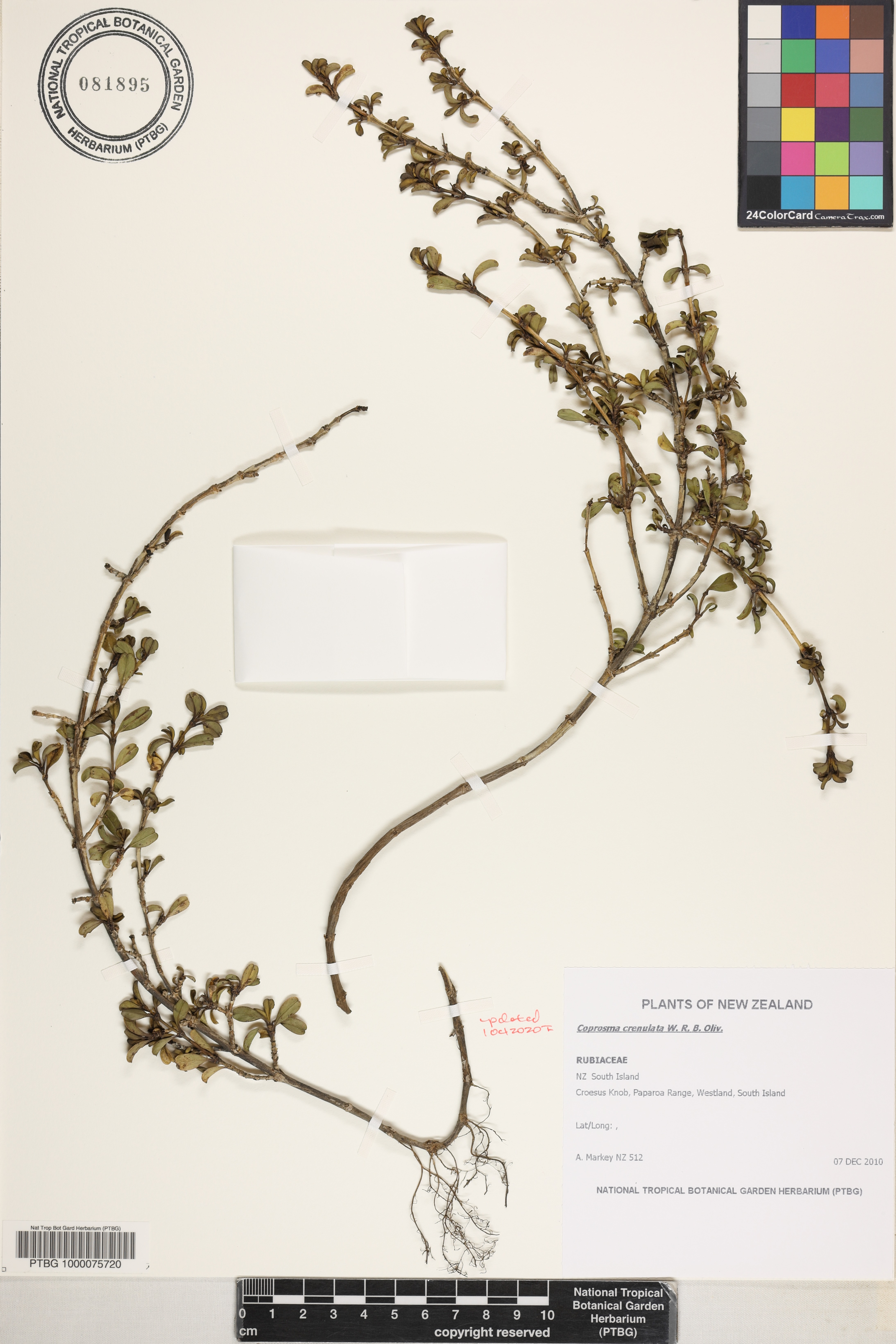 Coprosma crenulata image
