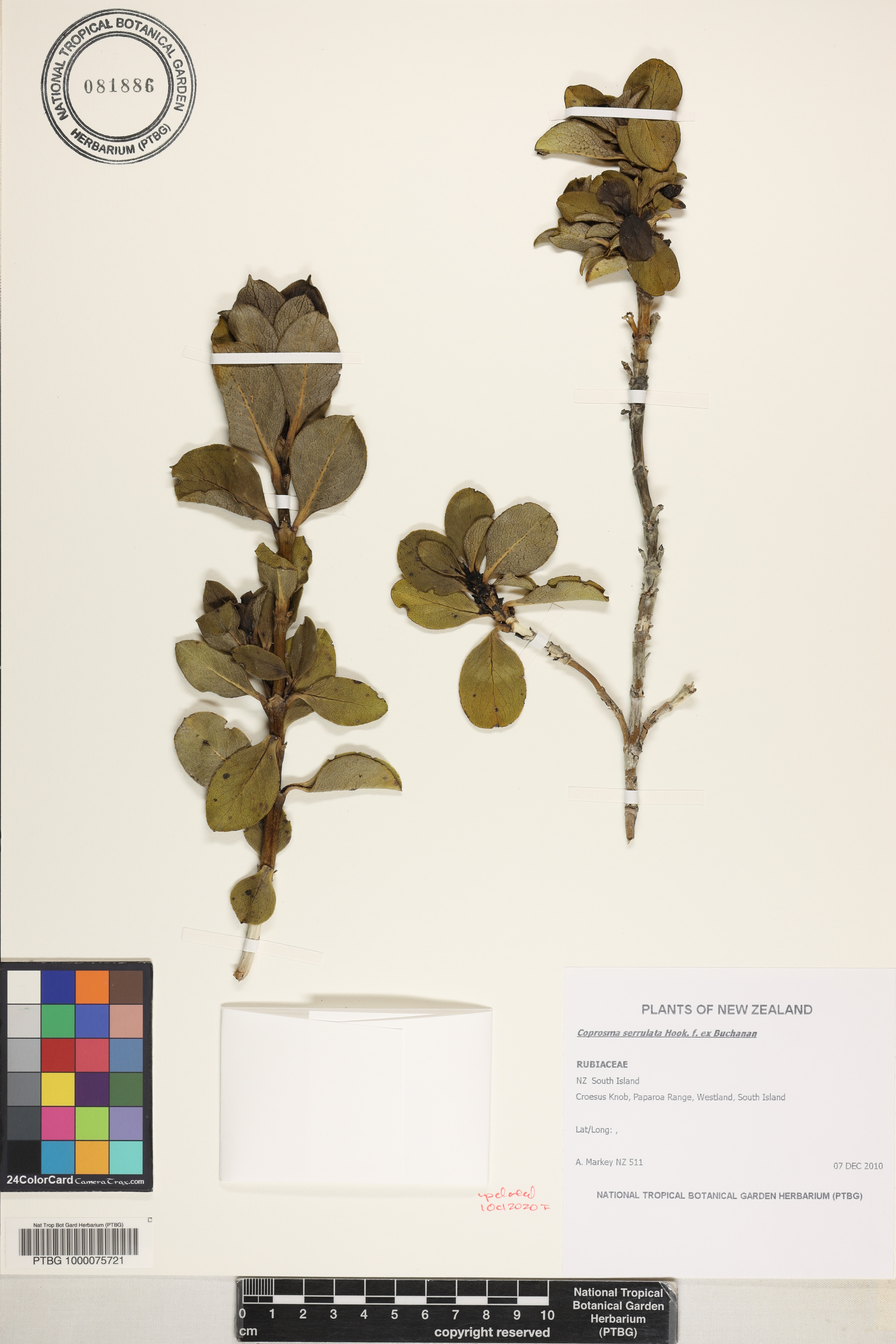 Coprosma serrulata image