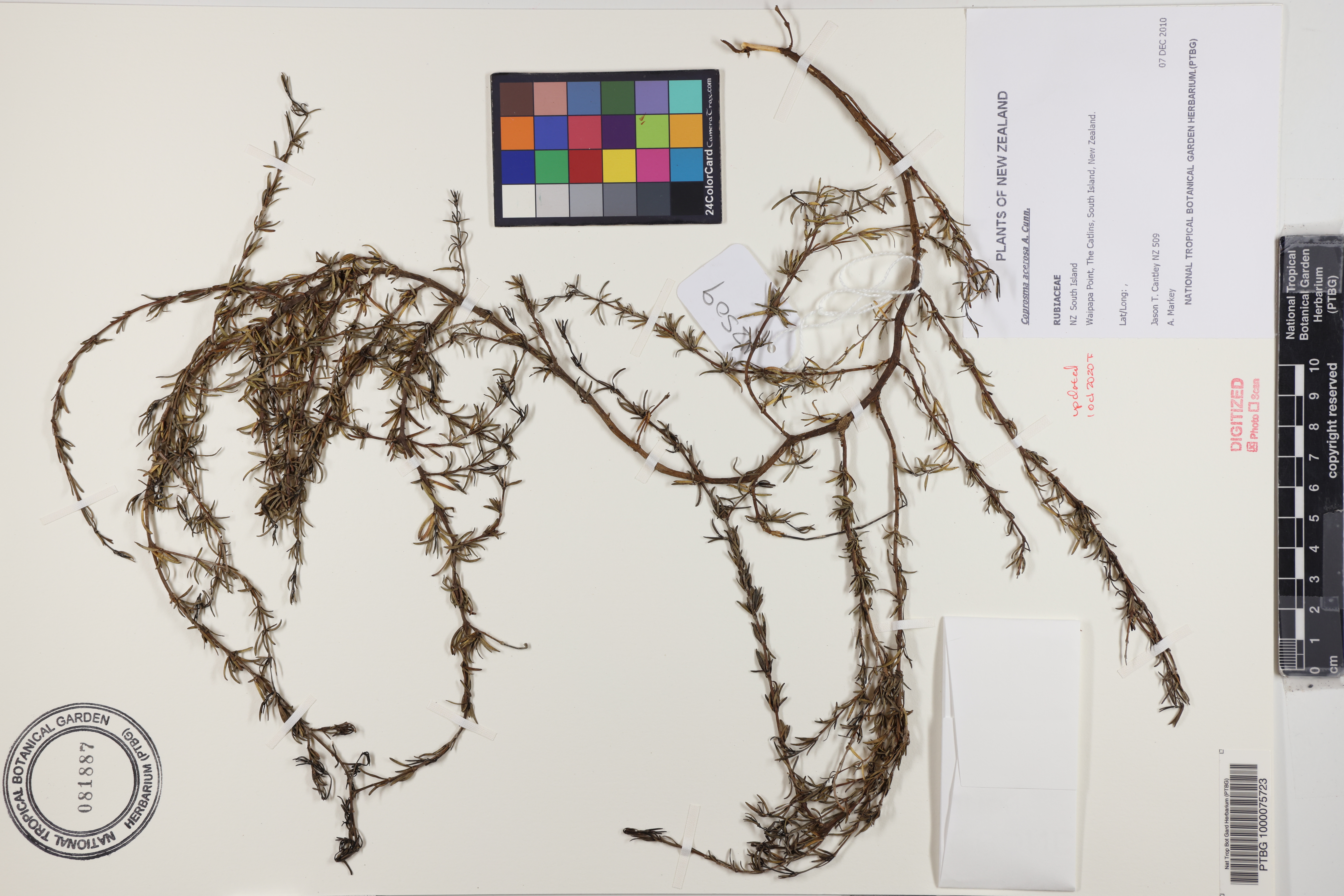 Coprosma acerosa image