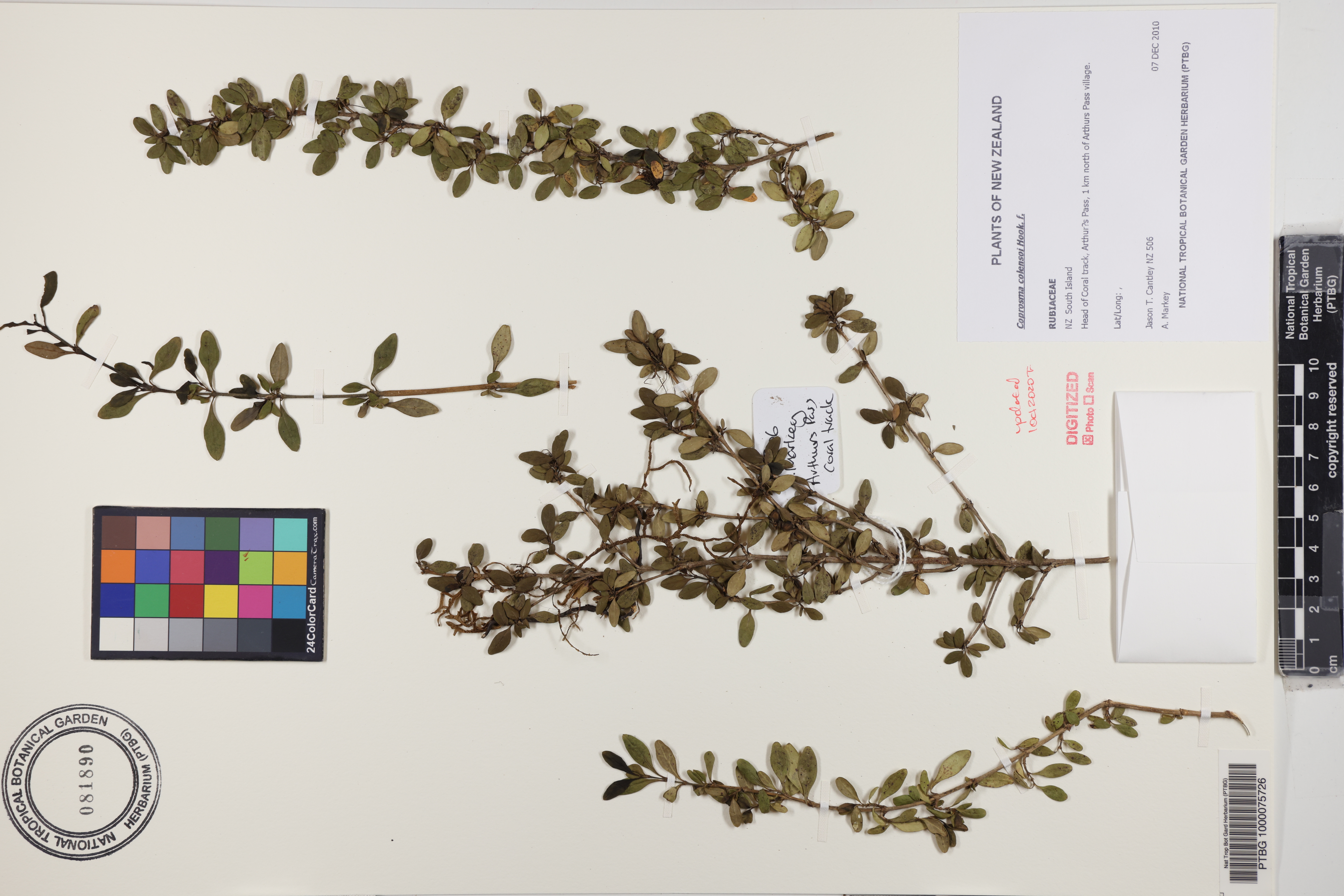 Coprosma colensoi image