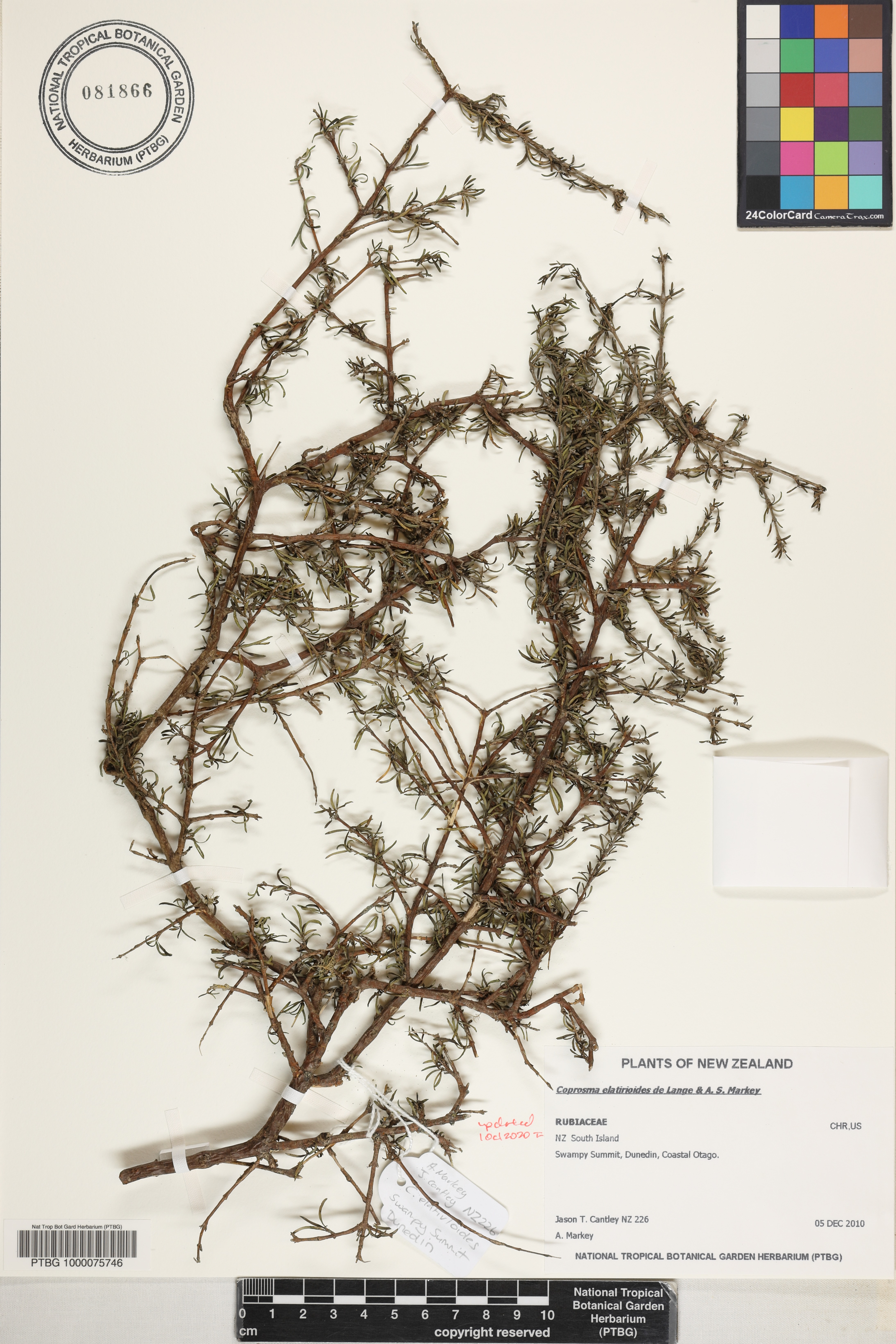 Coprosma elatirioides image