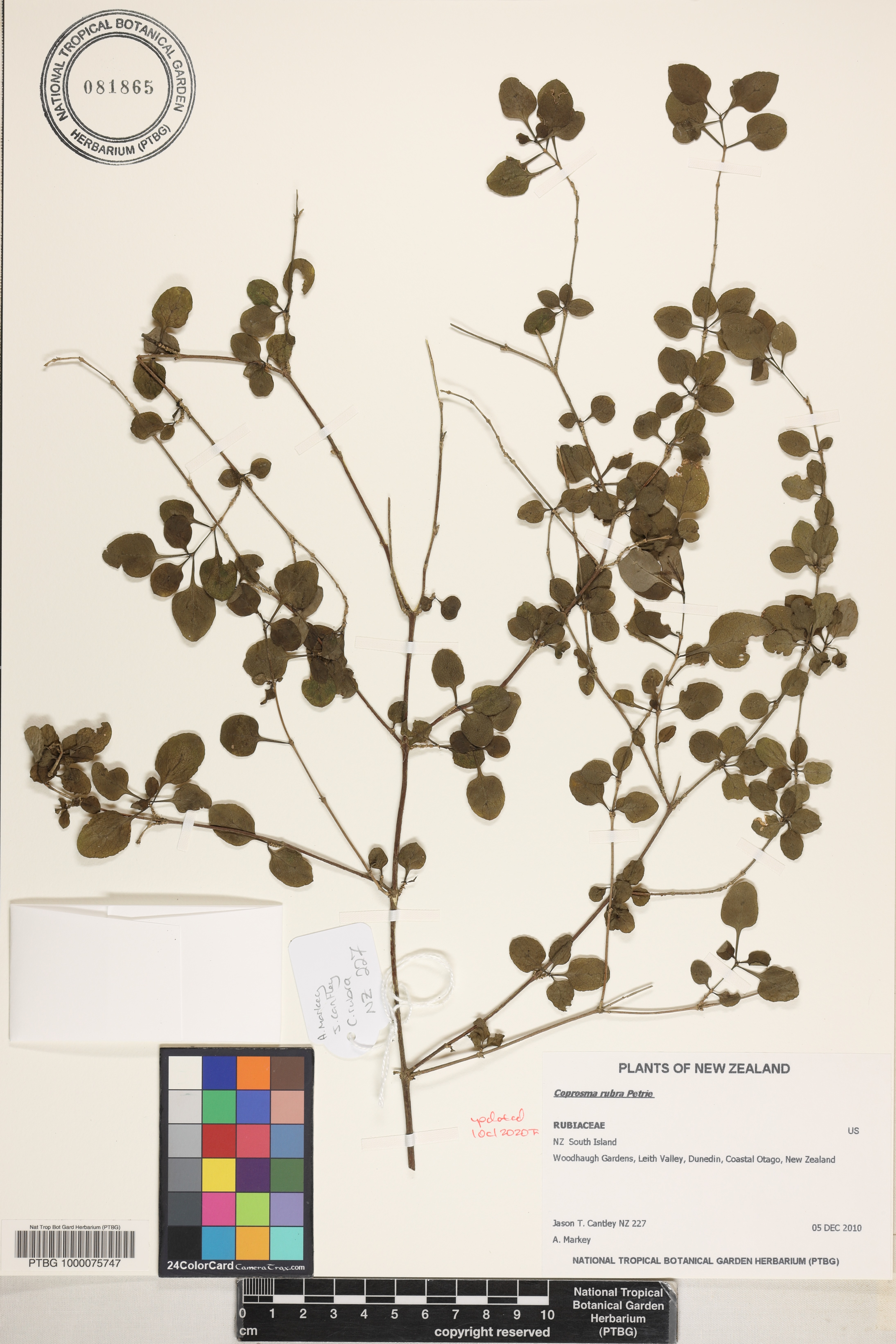 Coprosma rubra image