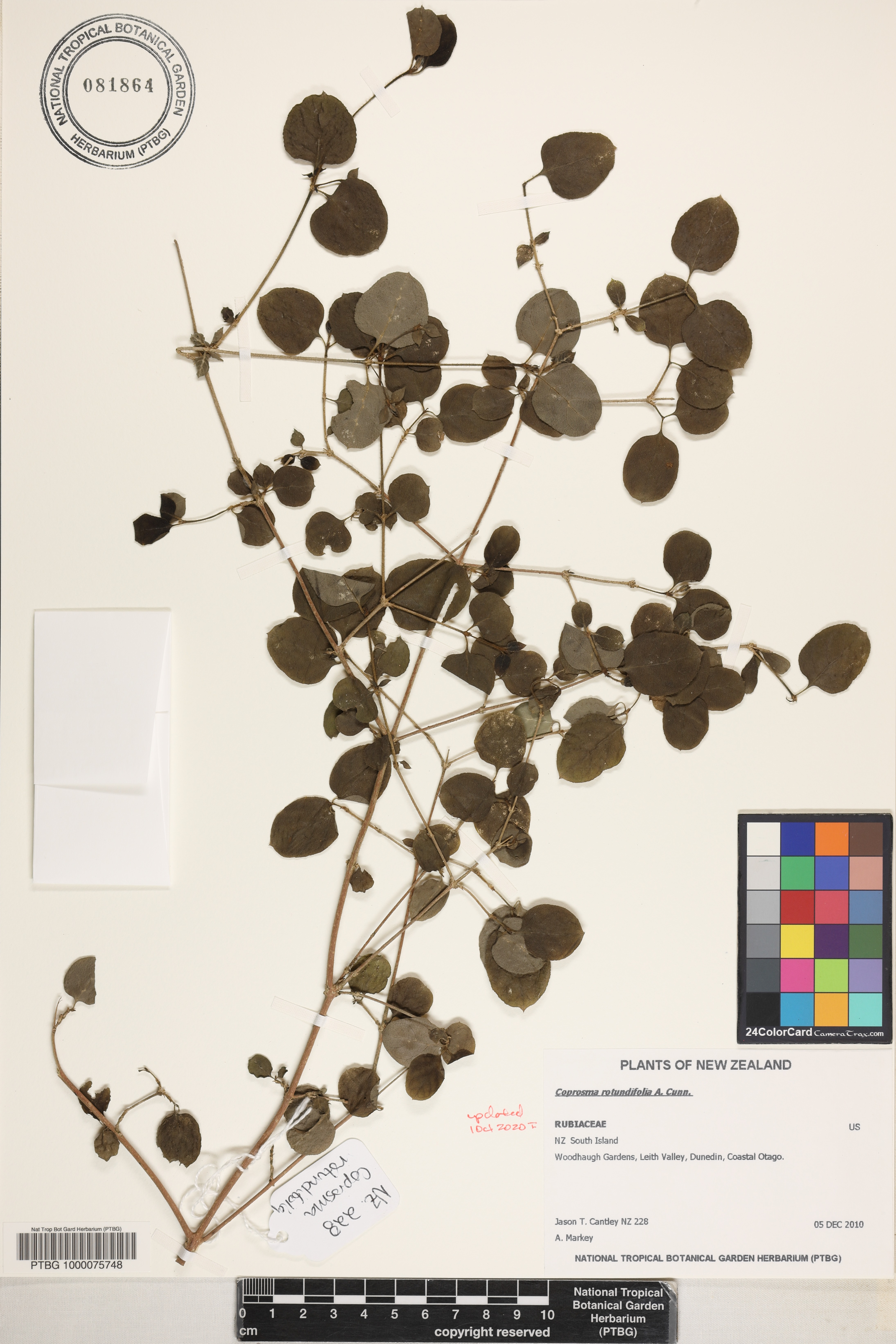 Coprosma rotundifolia image