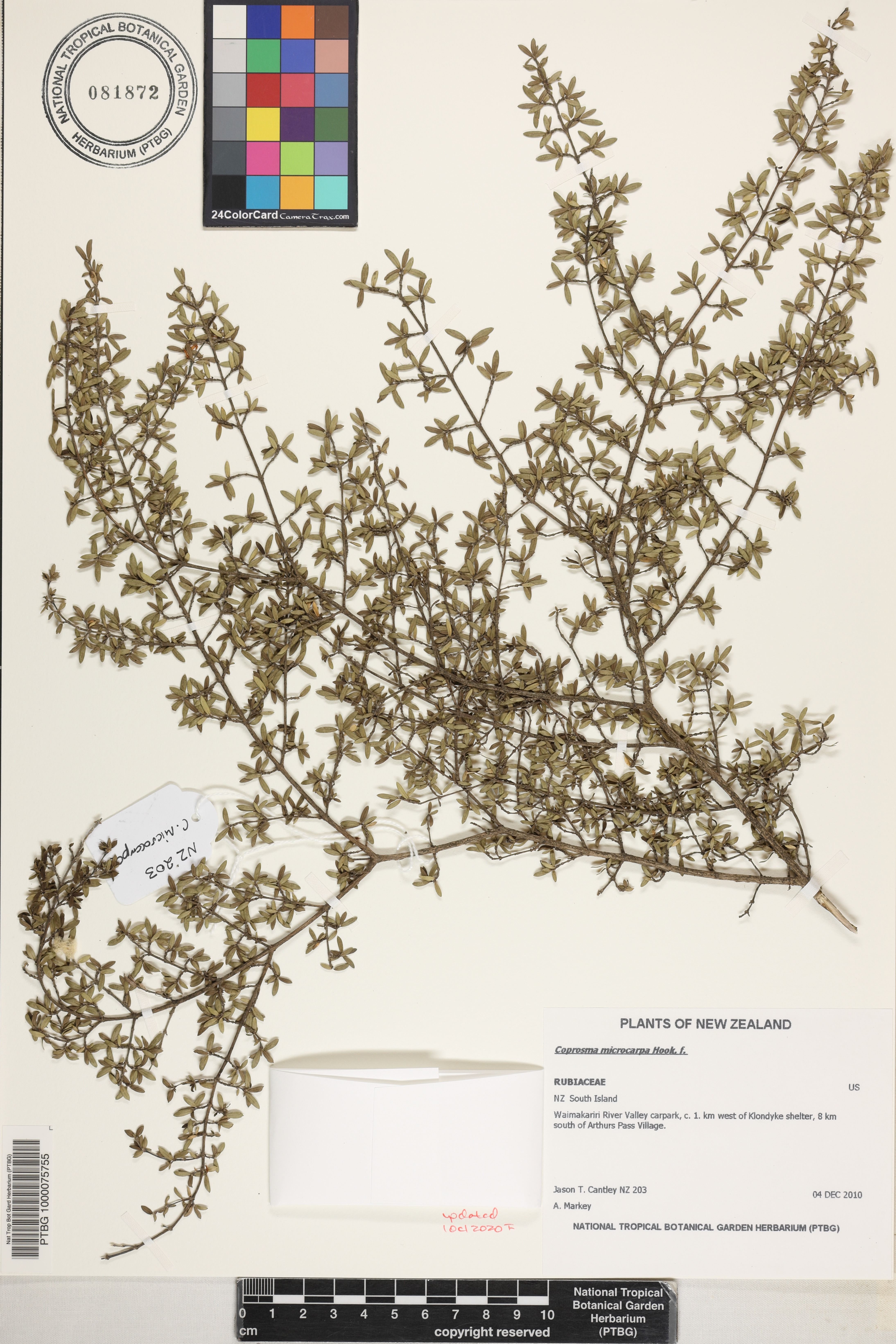 Coprosma microcarpa image