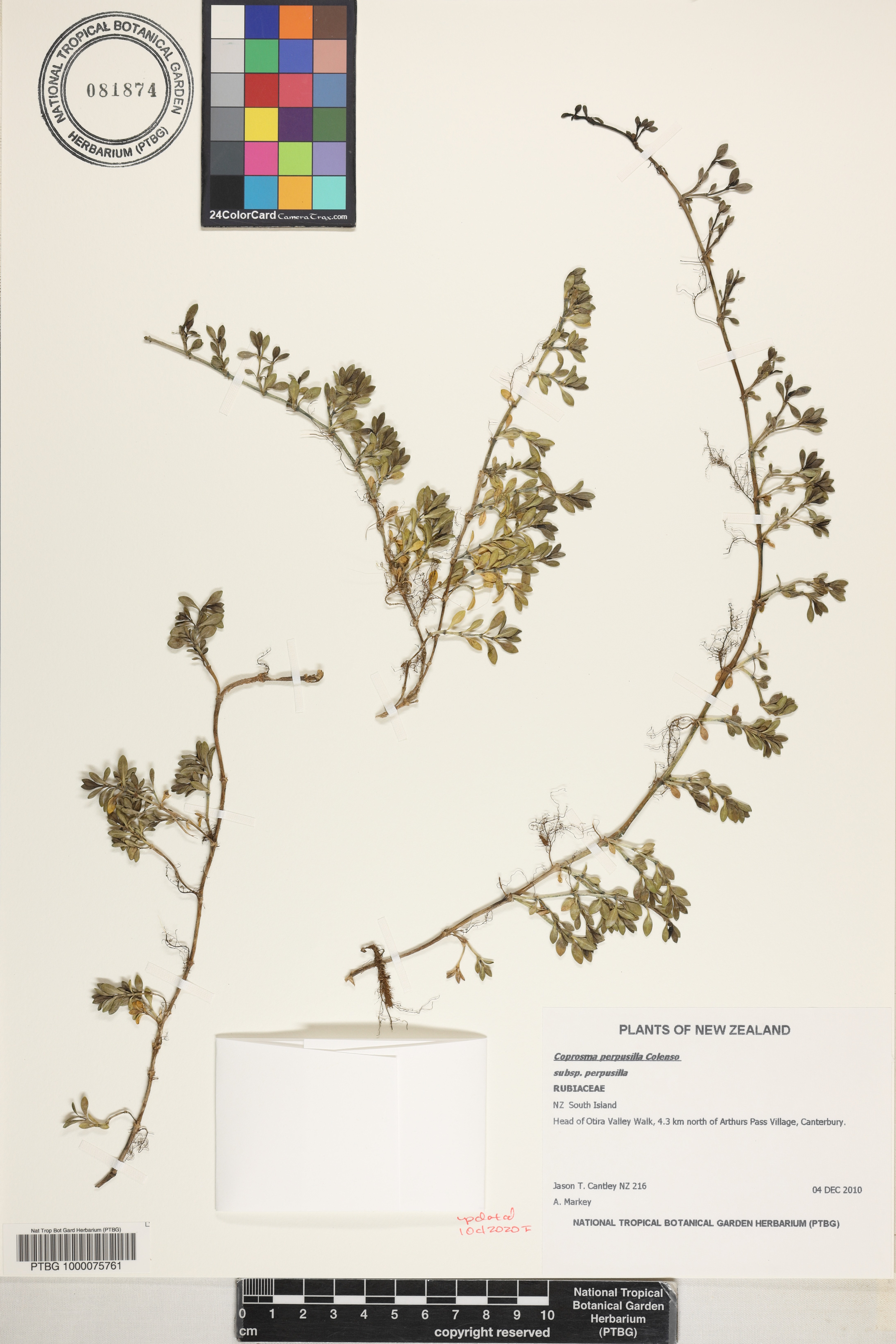 Coprosma perpusilla subsp. perpusilla image
