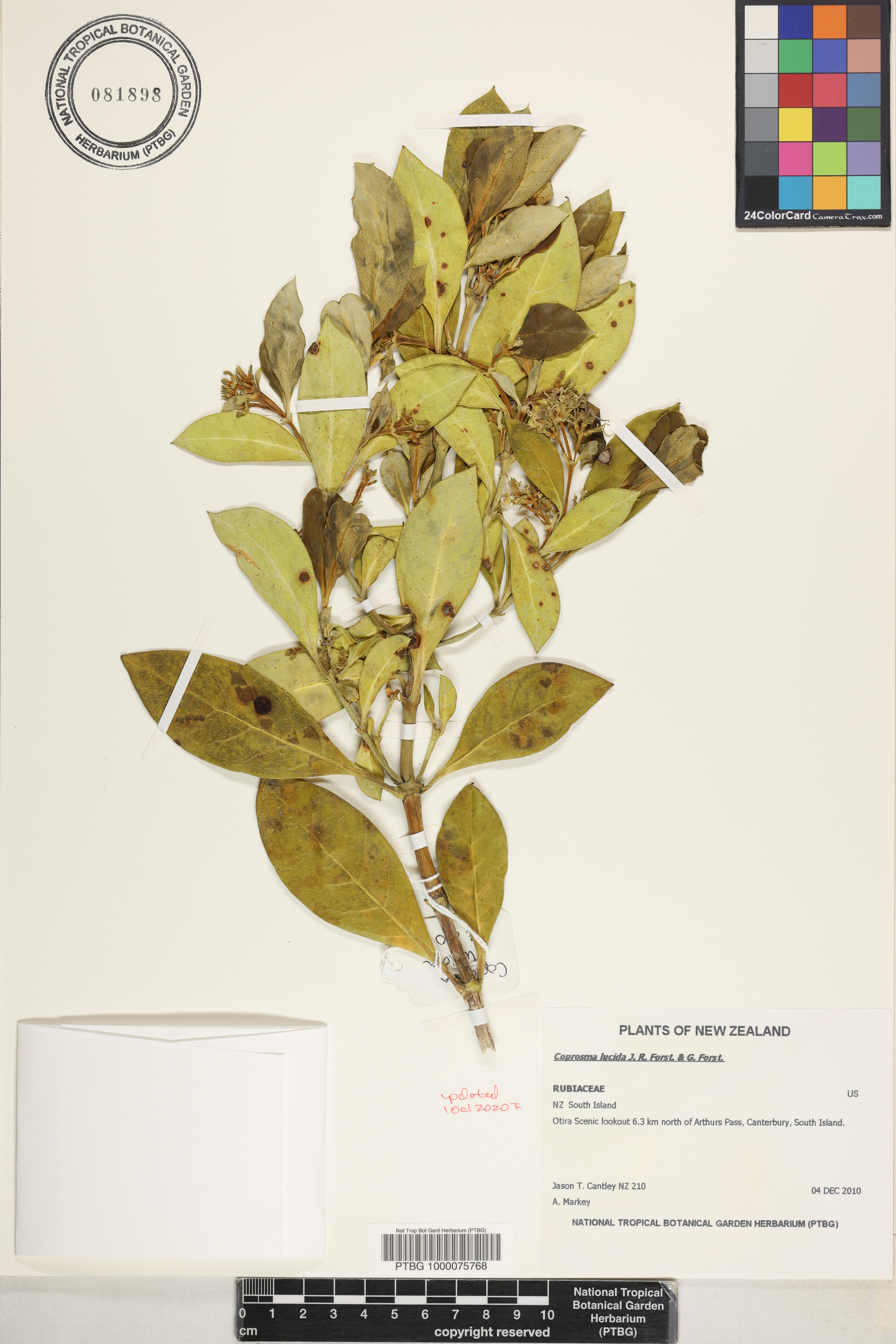 Coprosma lucida image