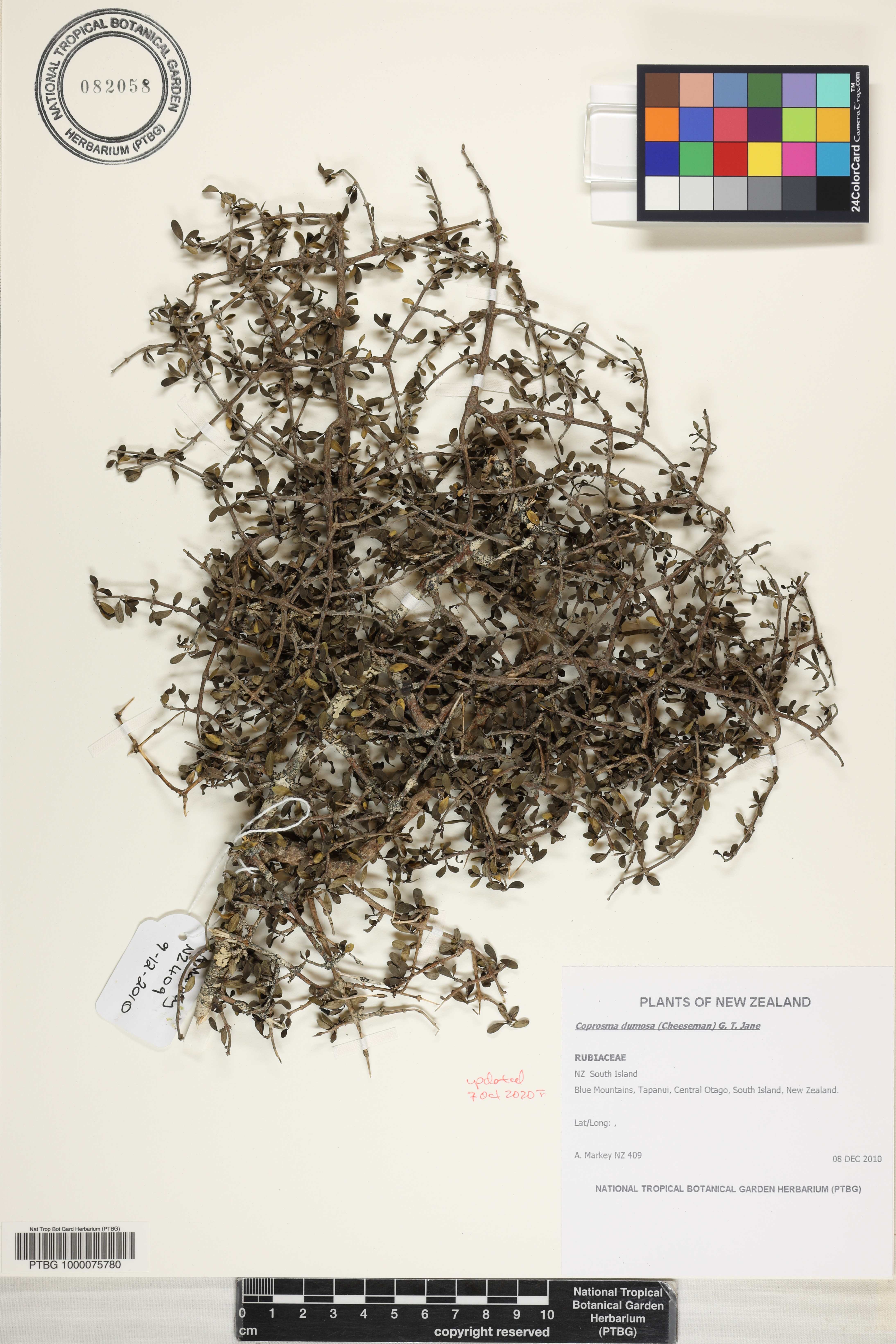 Coprosma dumosa image