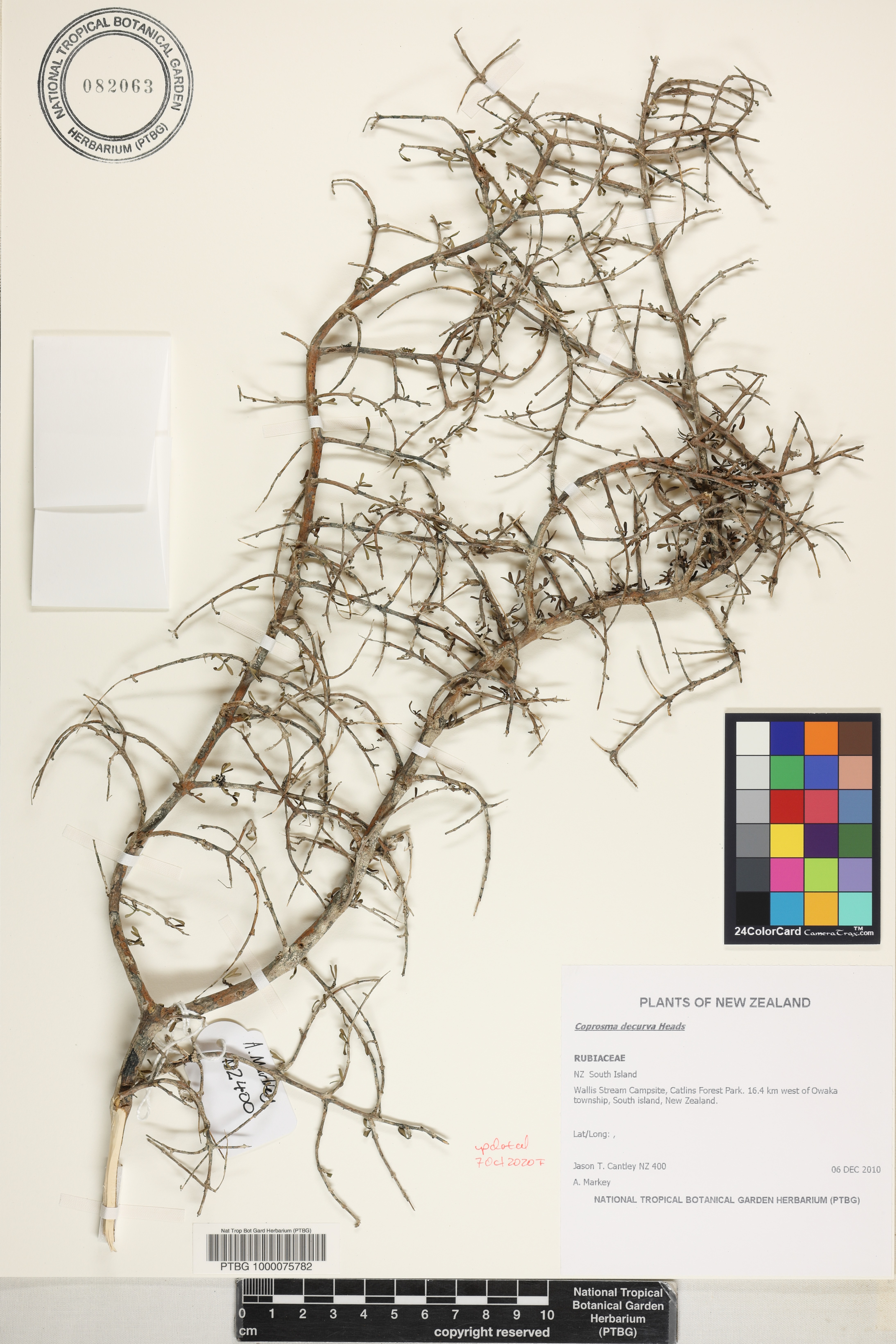 Coprosma decurva image