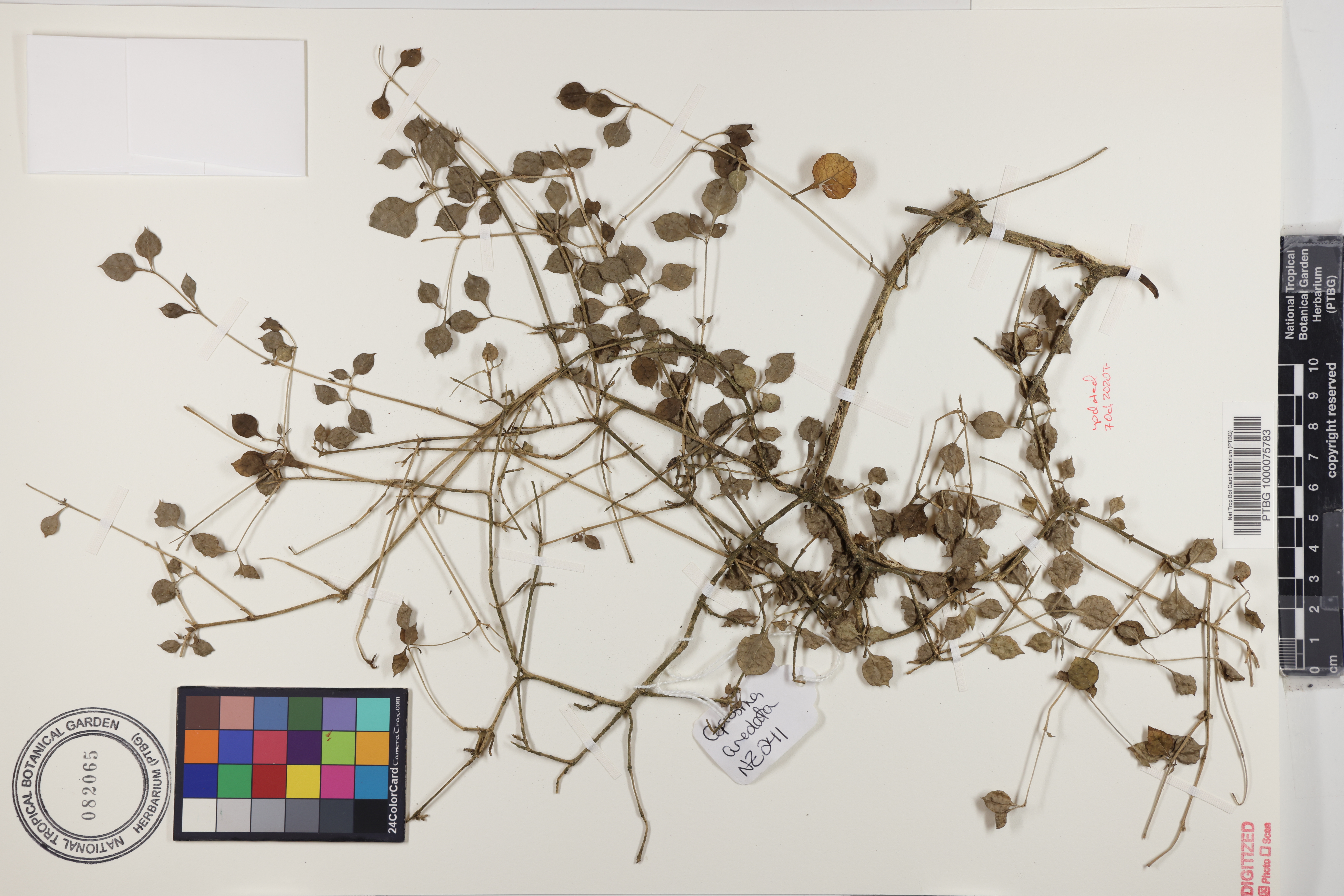 Coprosma areolata image