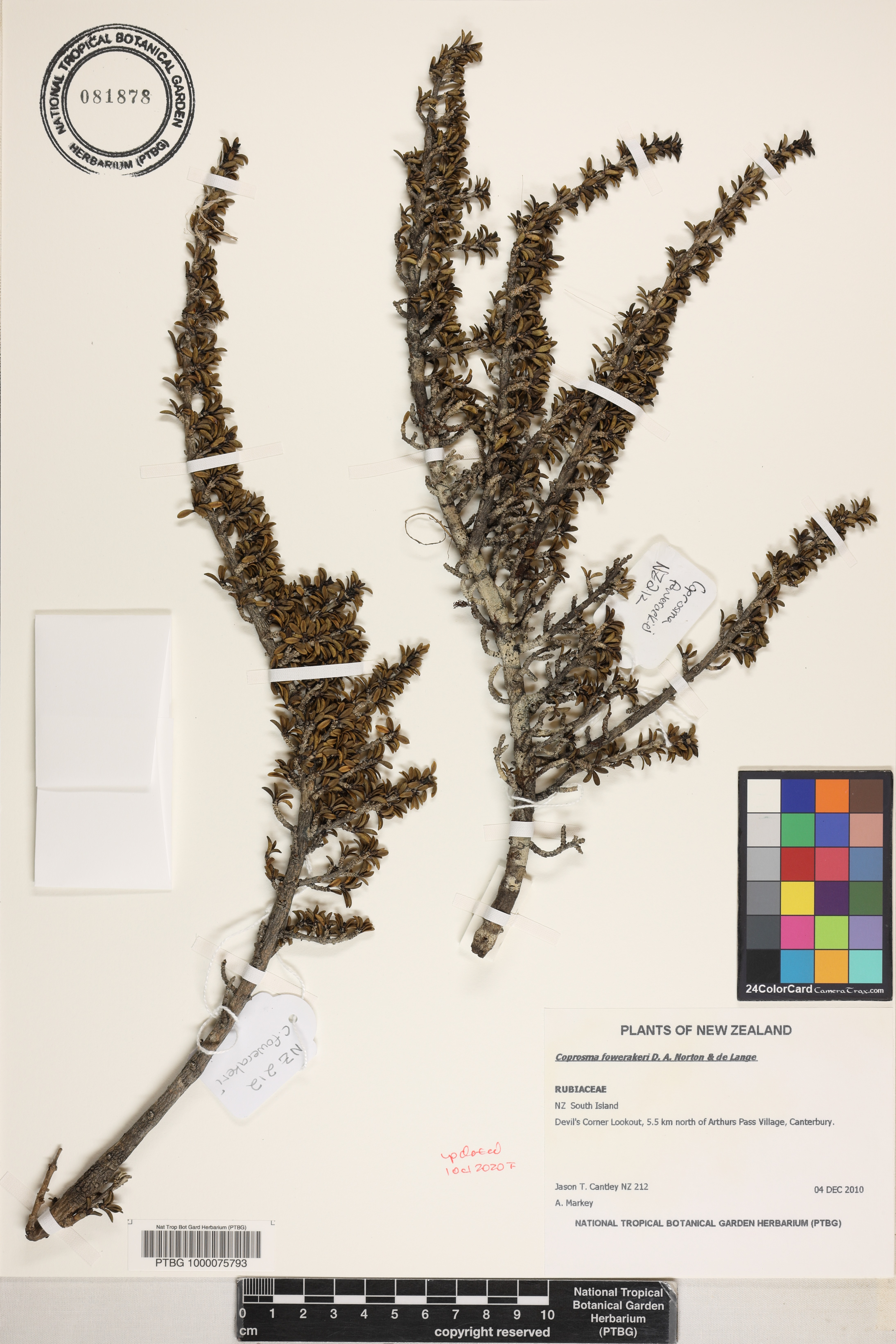 Coprosma fowerakeri image