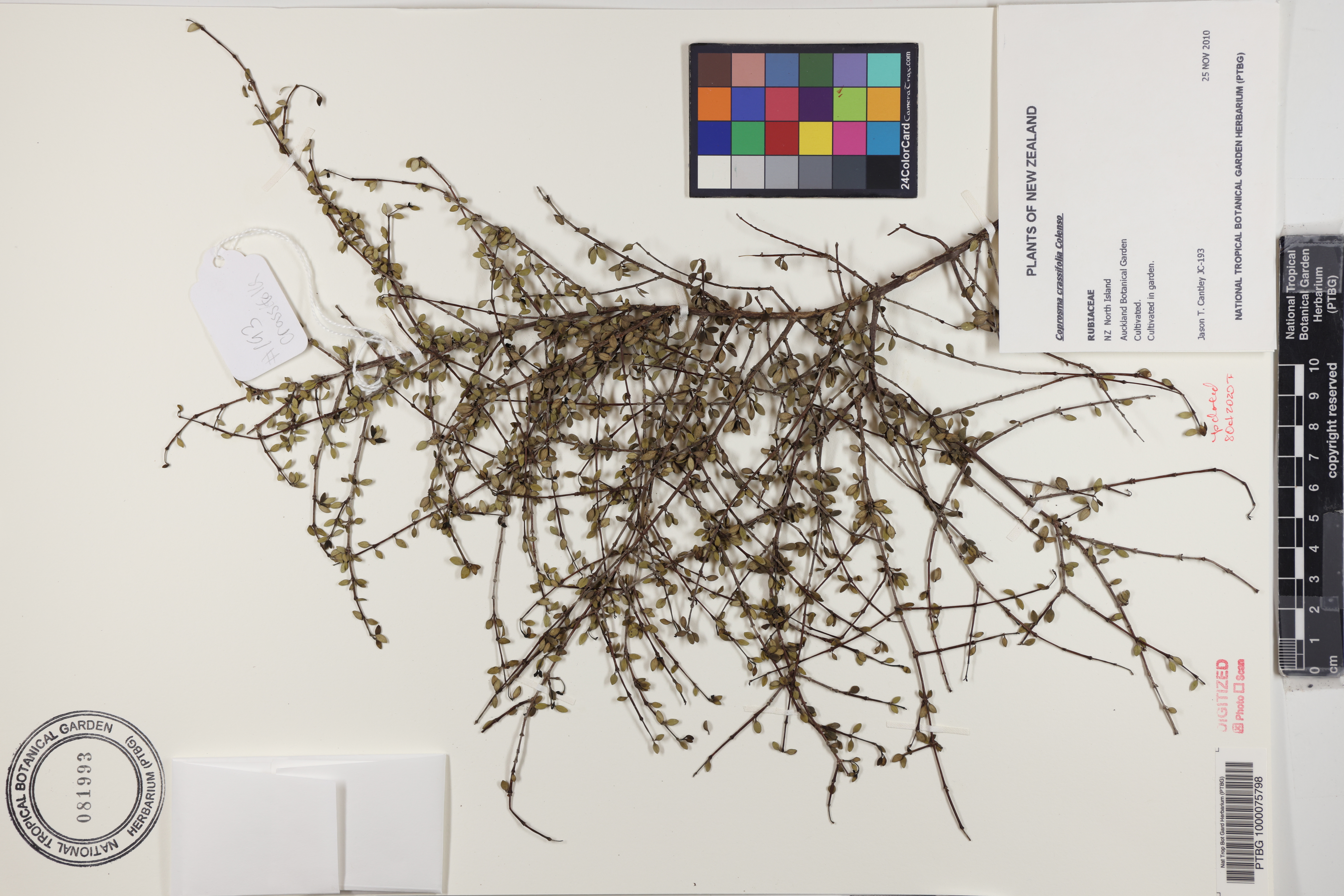 Coprosma crassifolia image