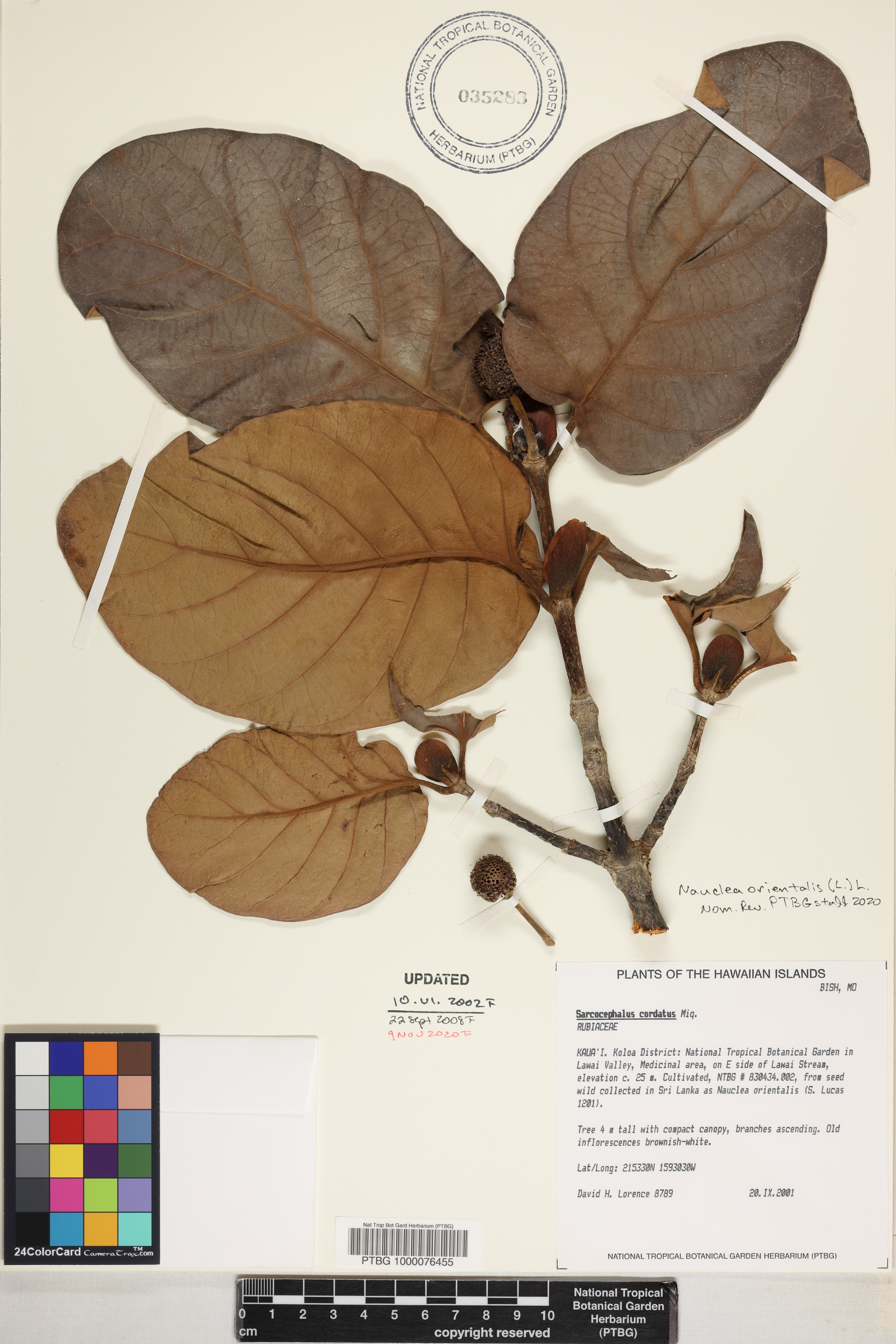 Nauclea orientalis image