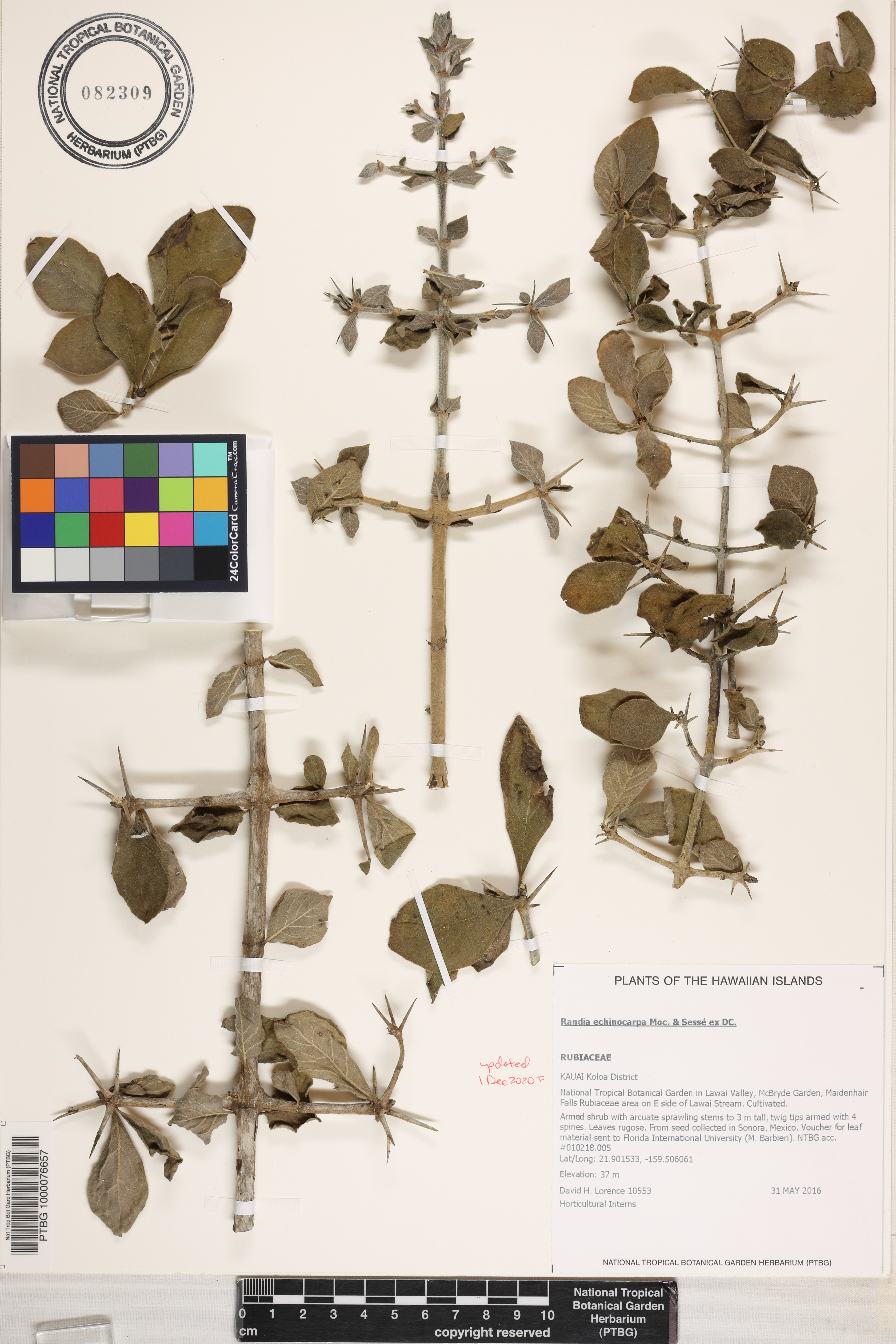 Randia echinocarpa image