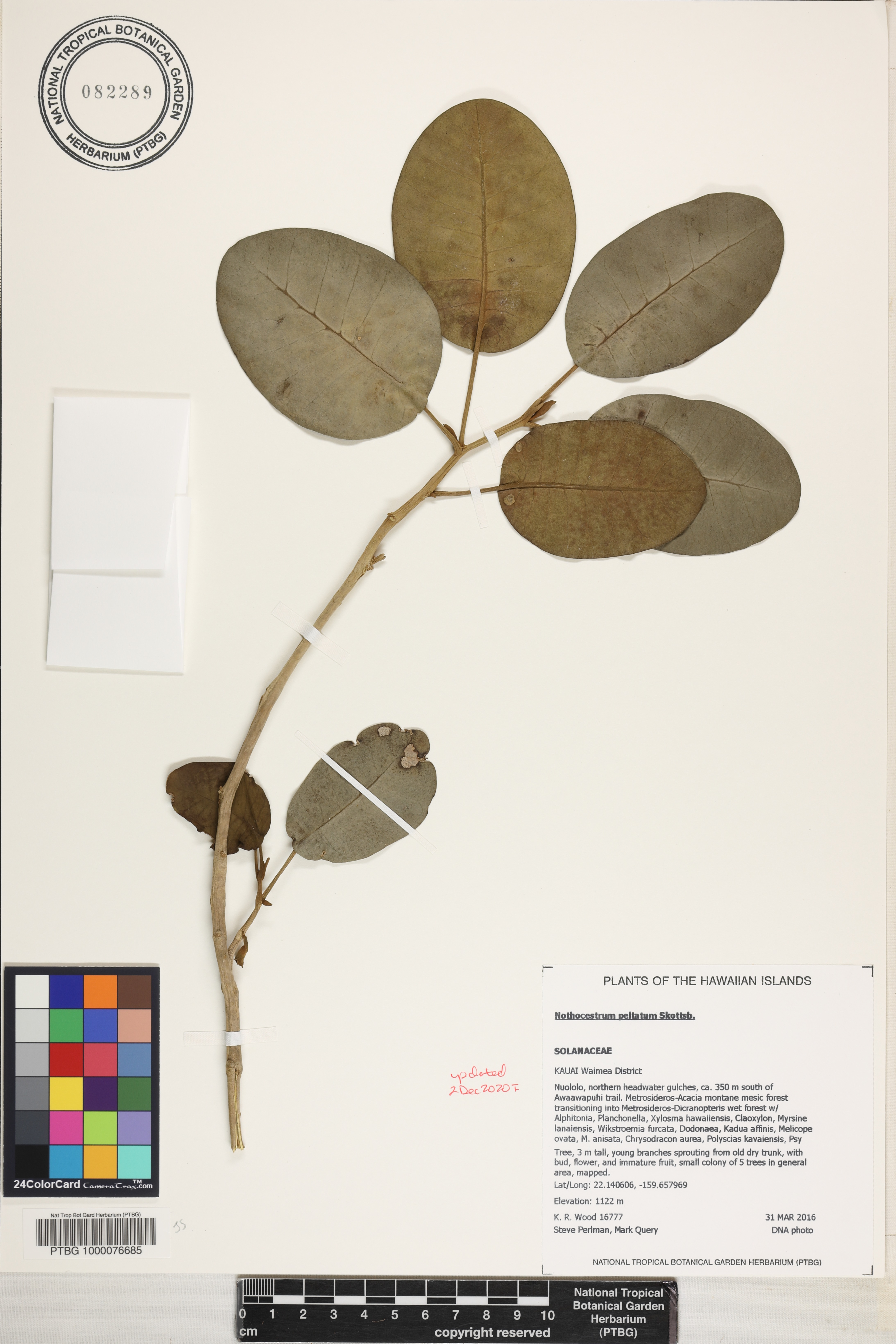 Nothocestrum peltatum image