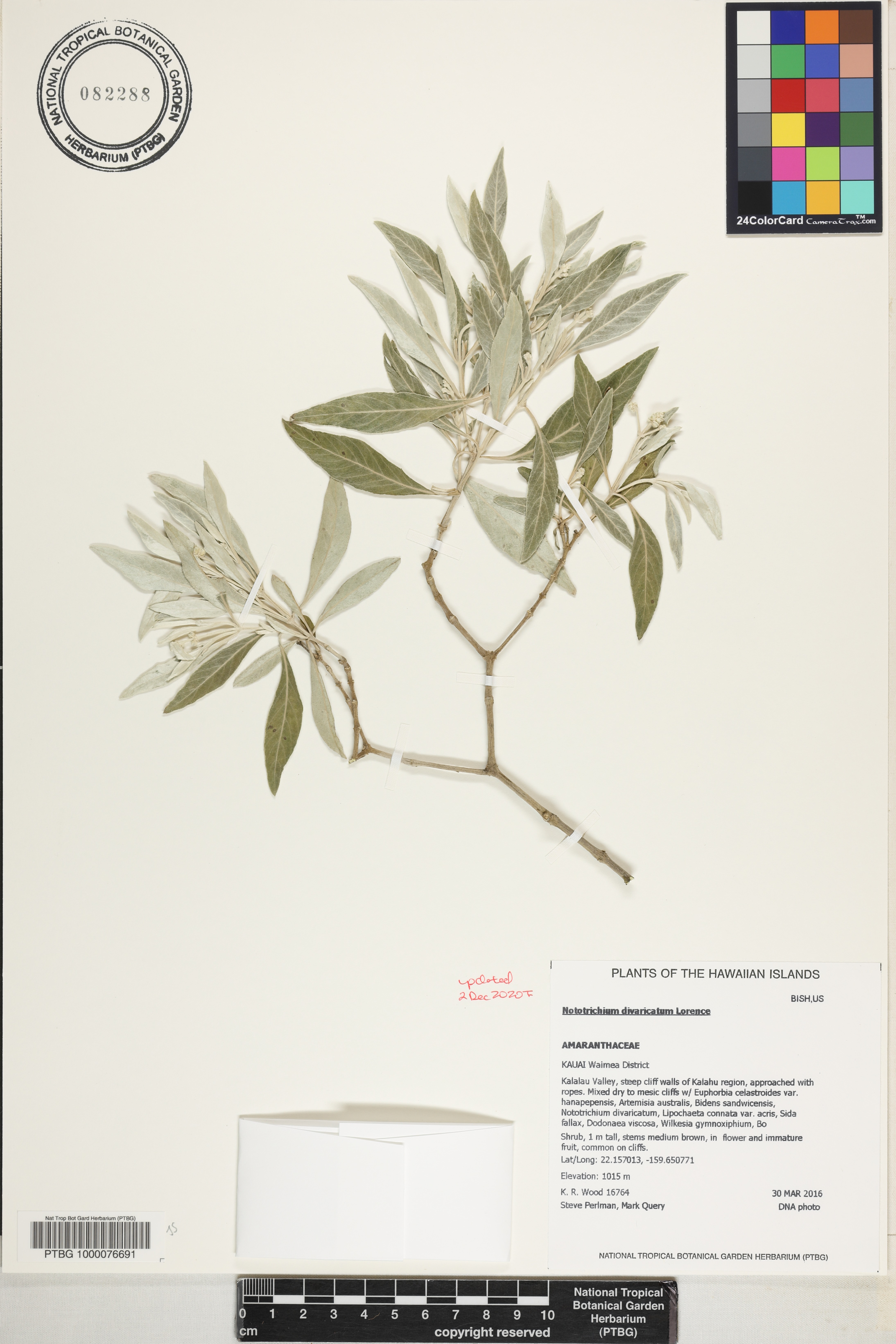 Nototrichium divaricatum image