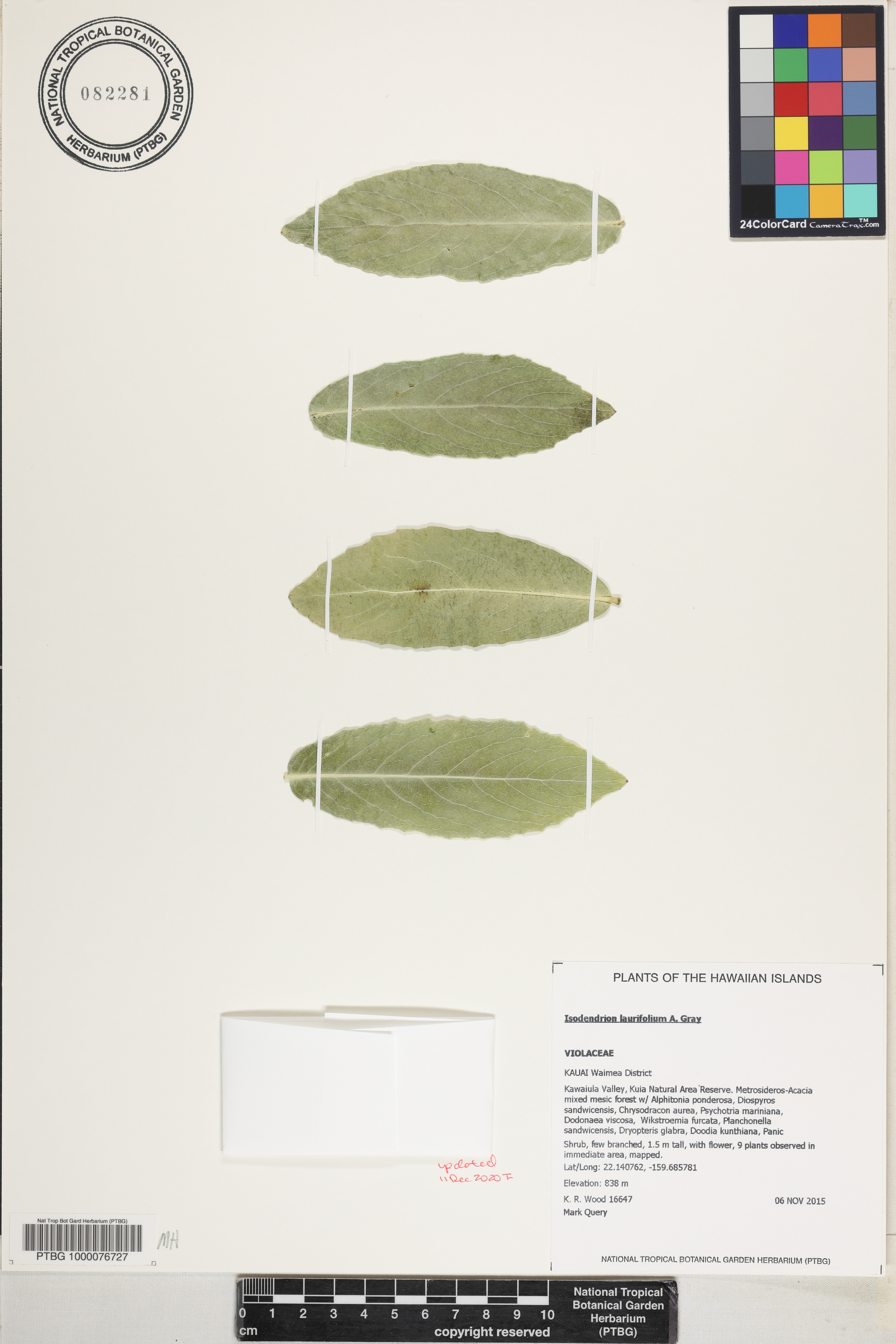 Isodendrion laurifolium image