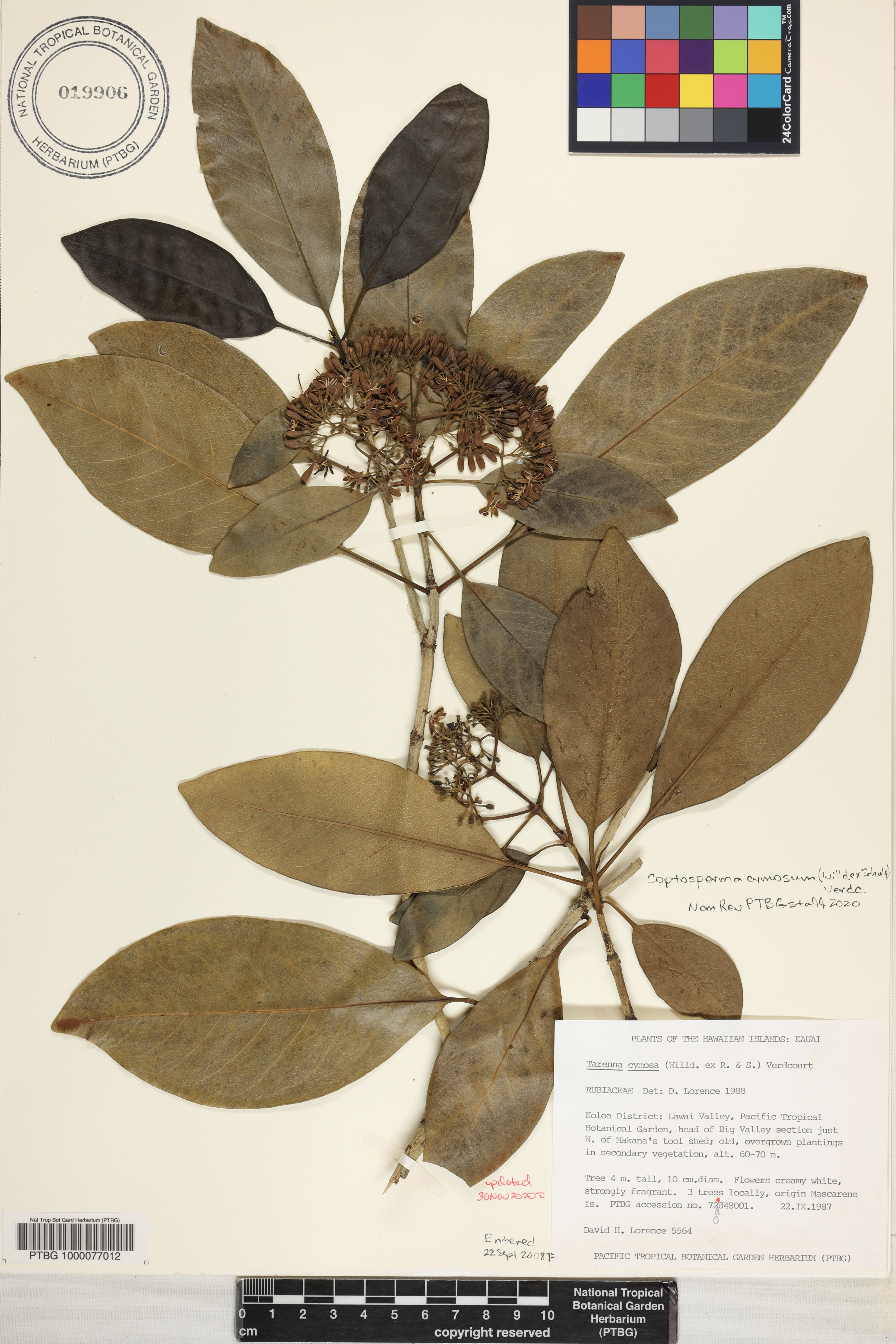 Coptosperma cymosum image
