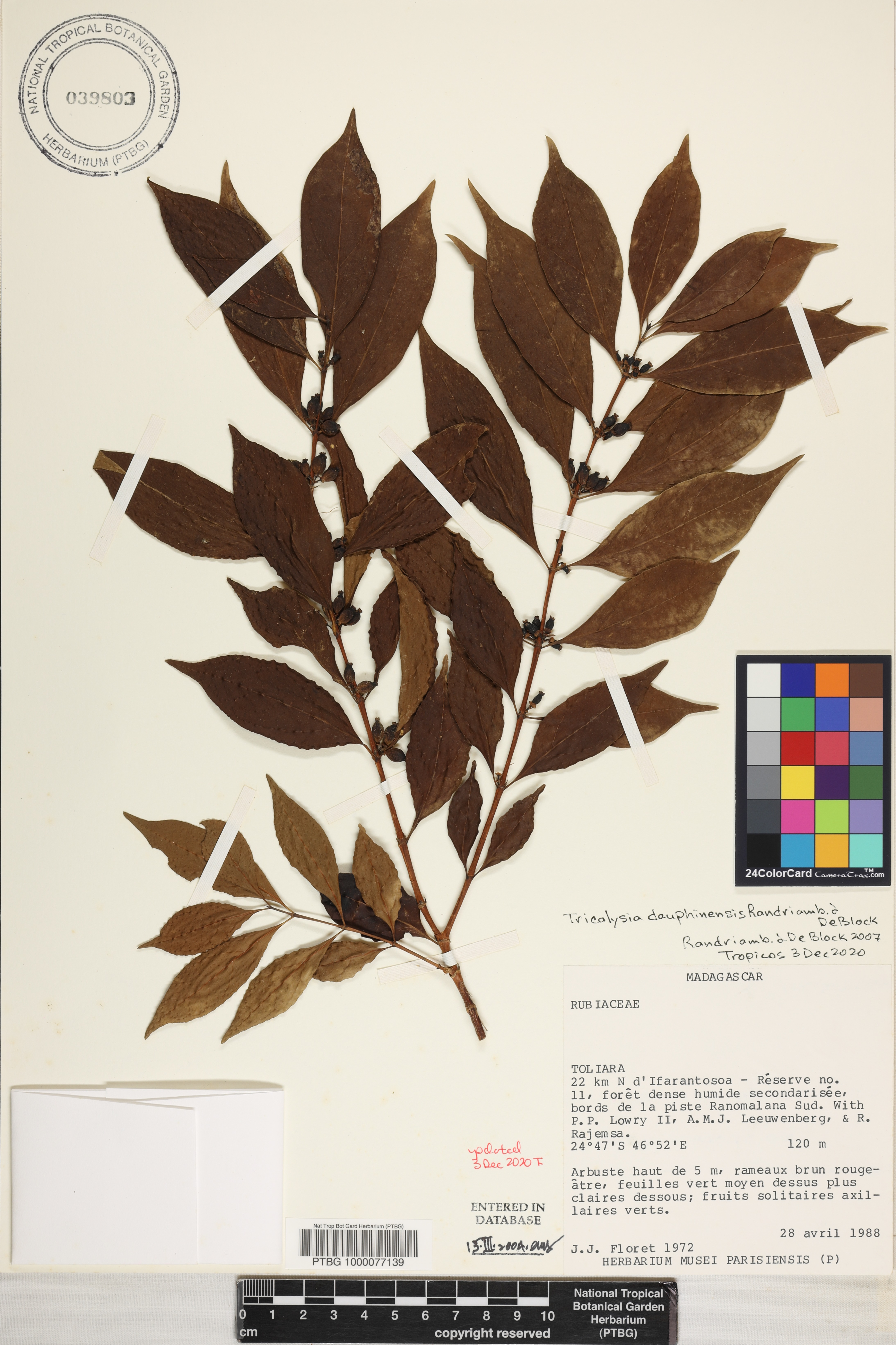 Tricalysia dauphinensis image