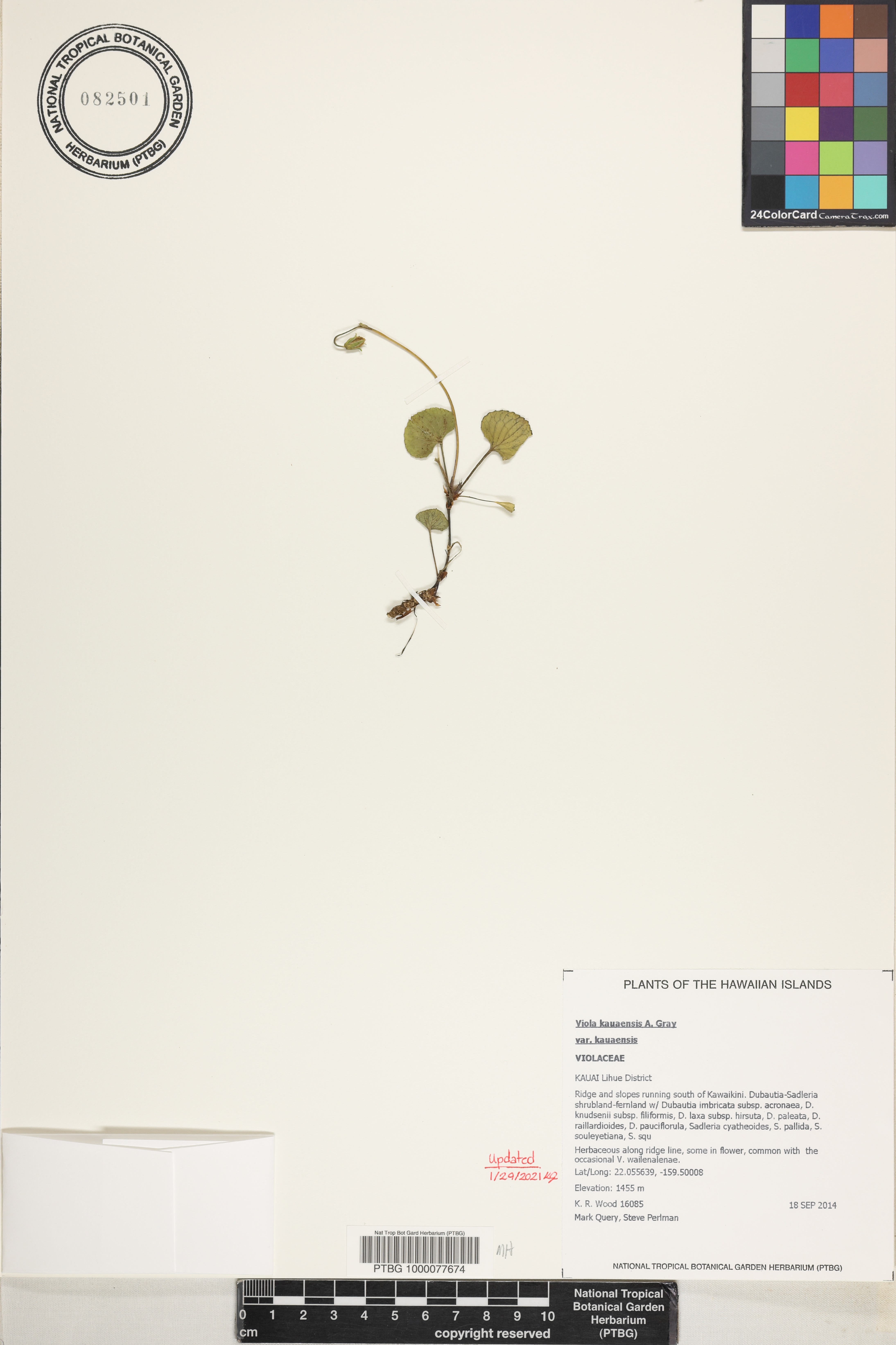 Viola kauaensis var. kauaensis image