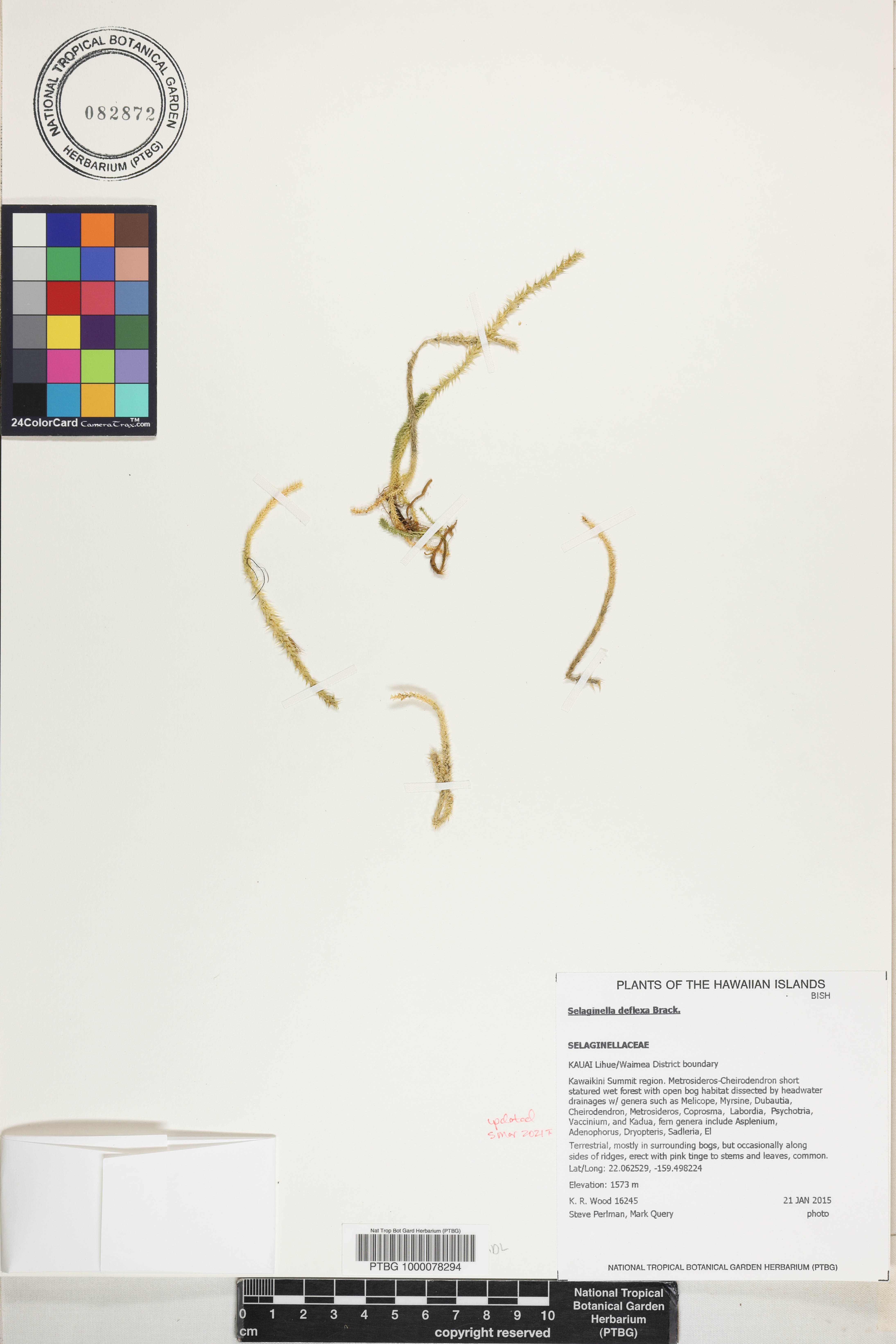 Selaginella deflexa image