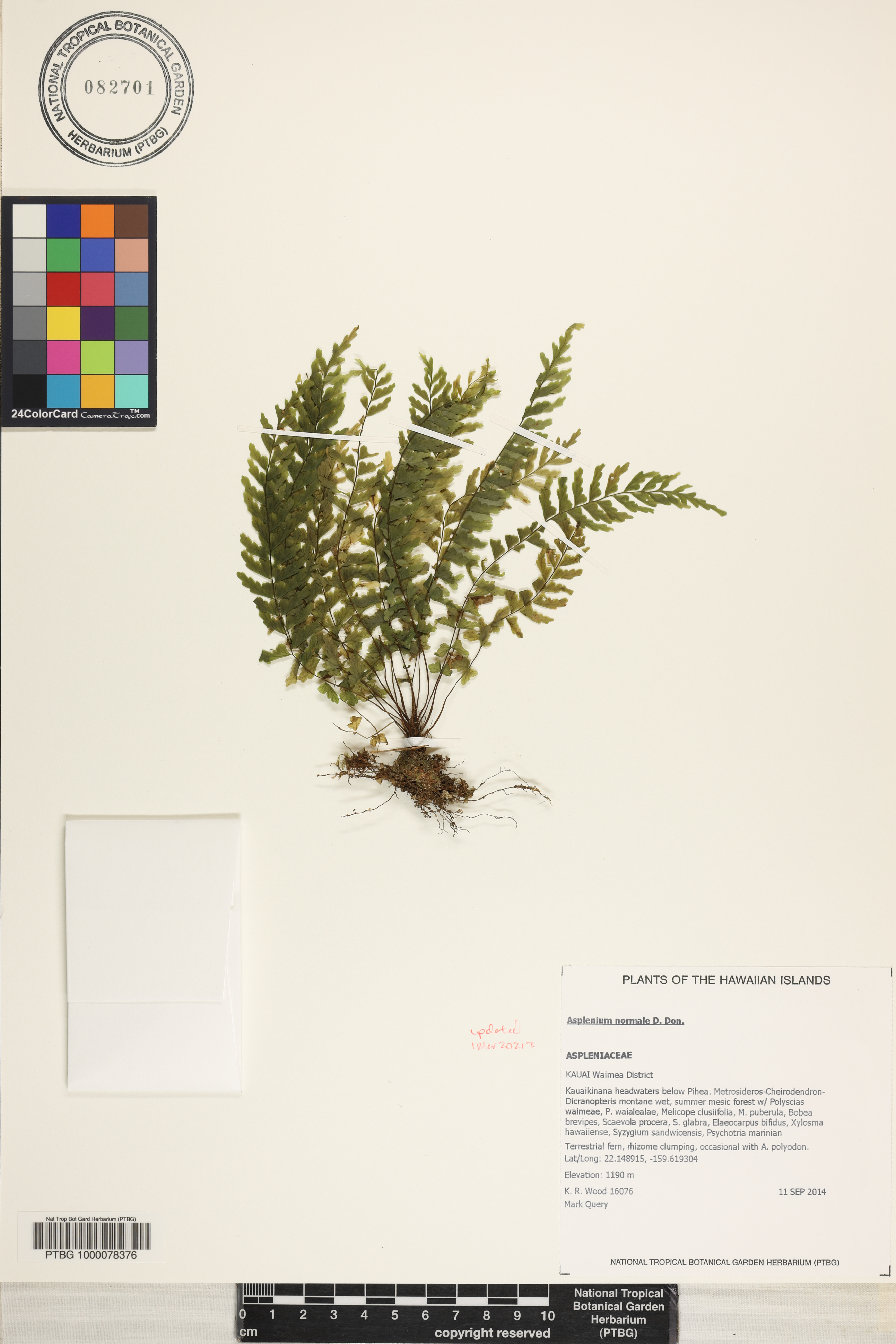 Asplenium normale image