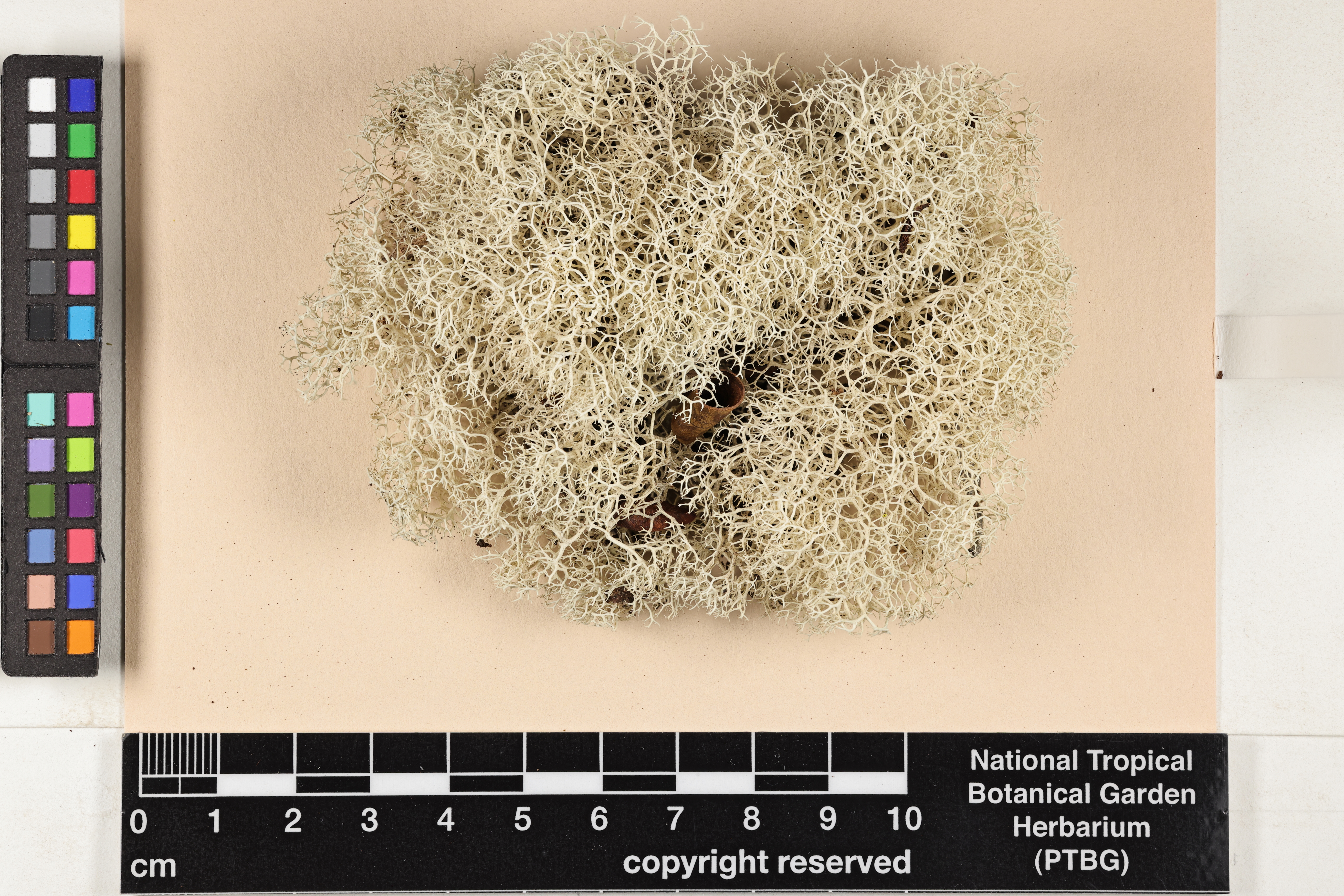 Cladoniaceae image