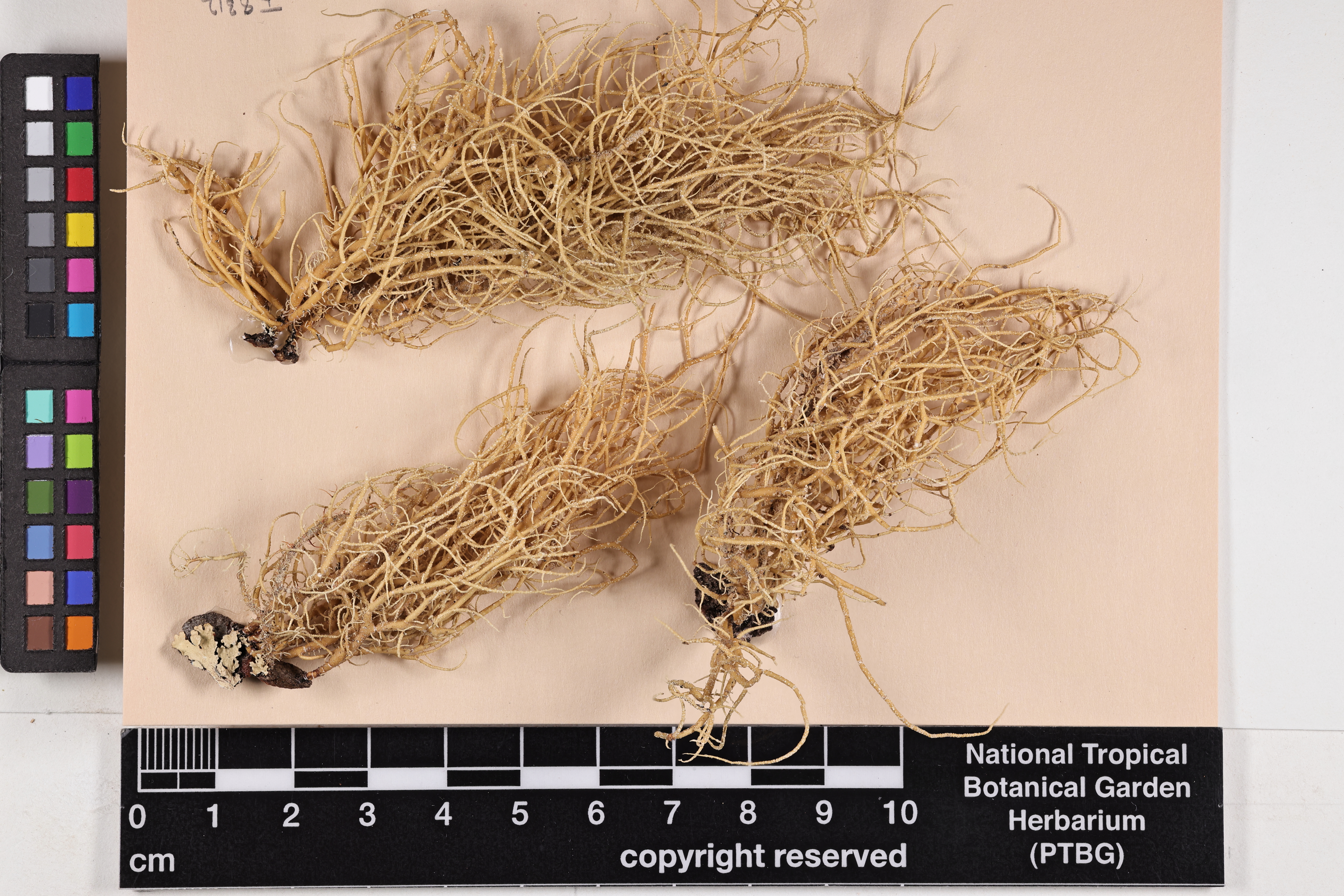 Usnea image
