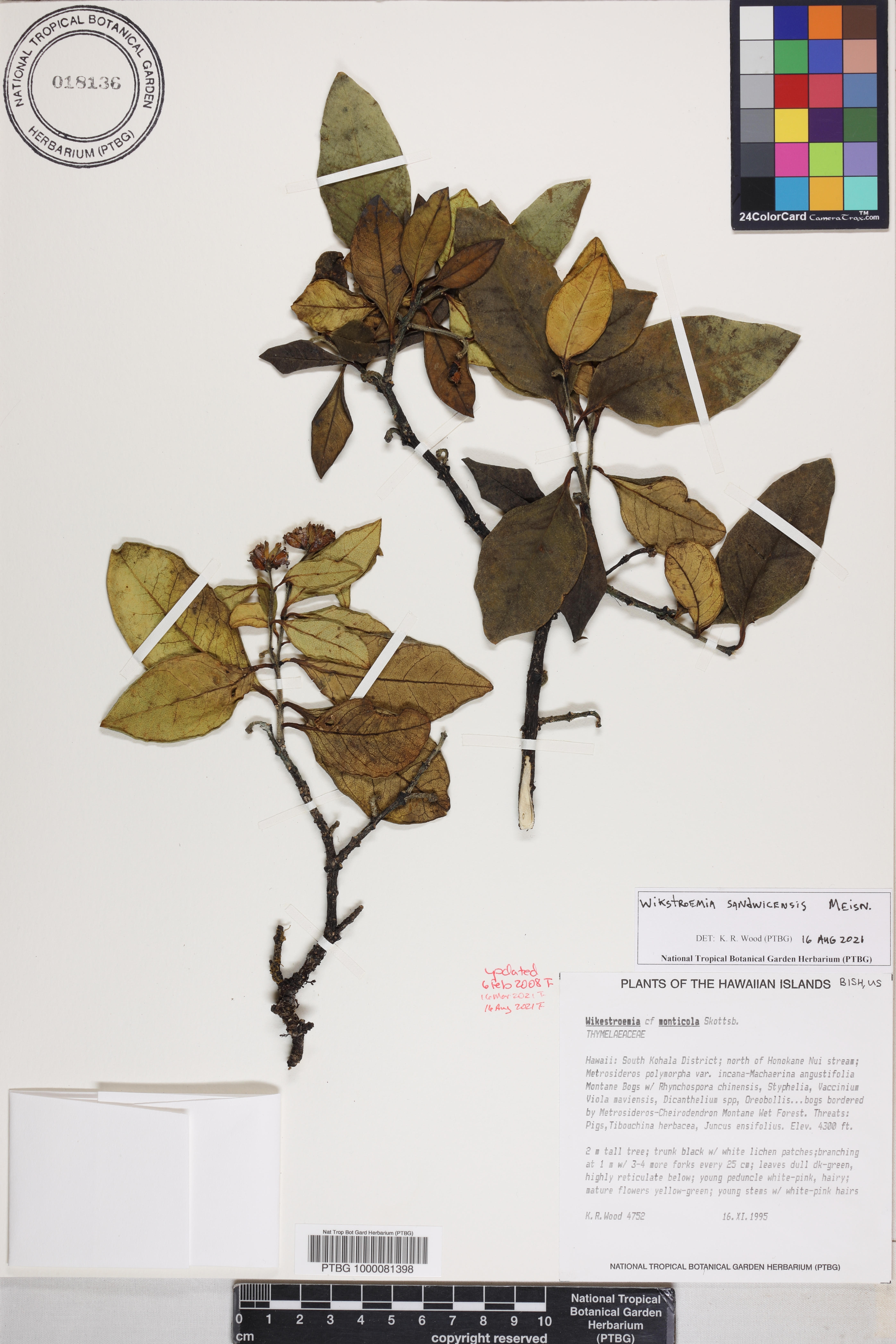 Wikstroemia sandwicensis image