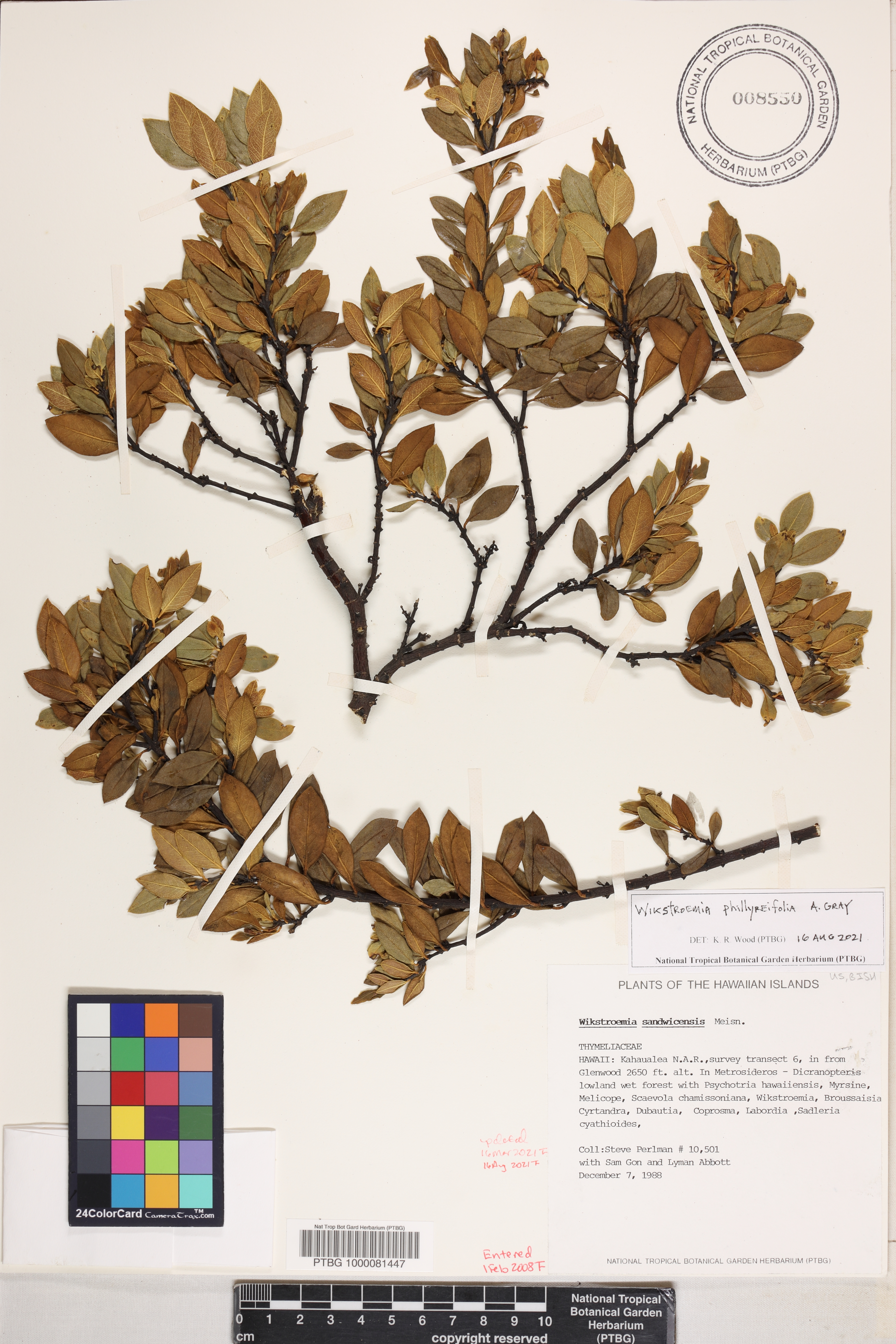 Wikstroemia phillyreifolia image