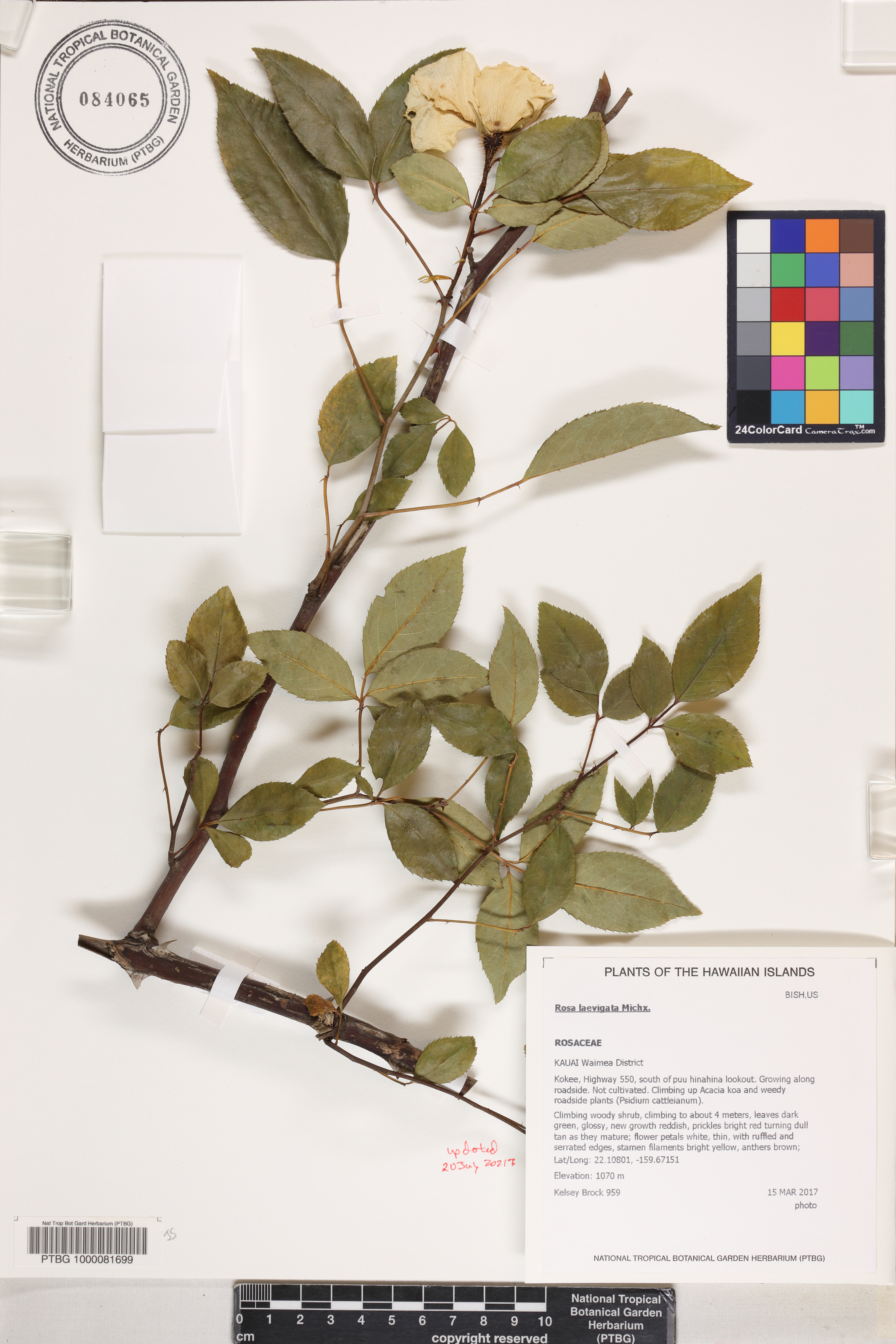 Rosa laevigata image